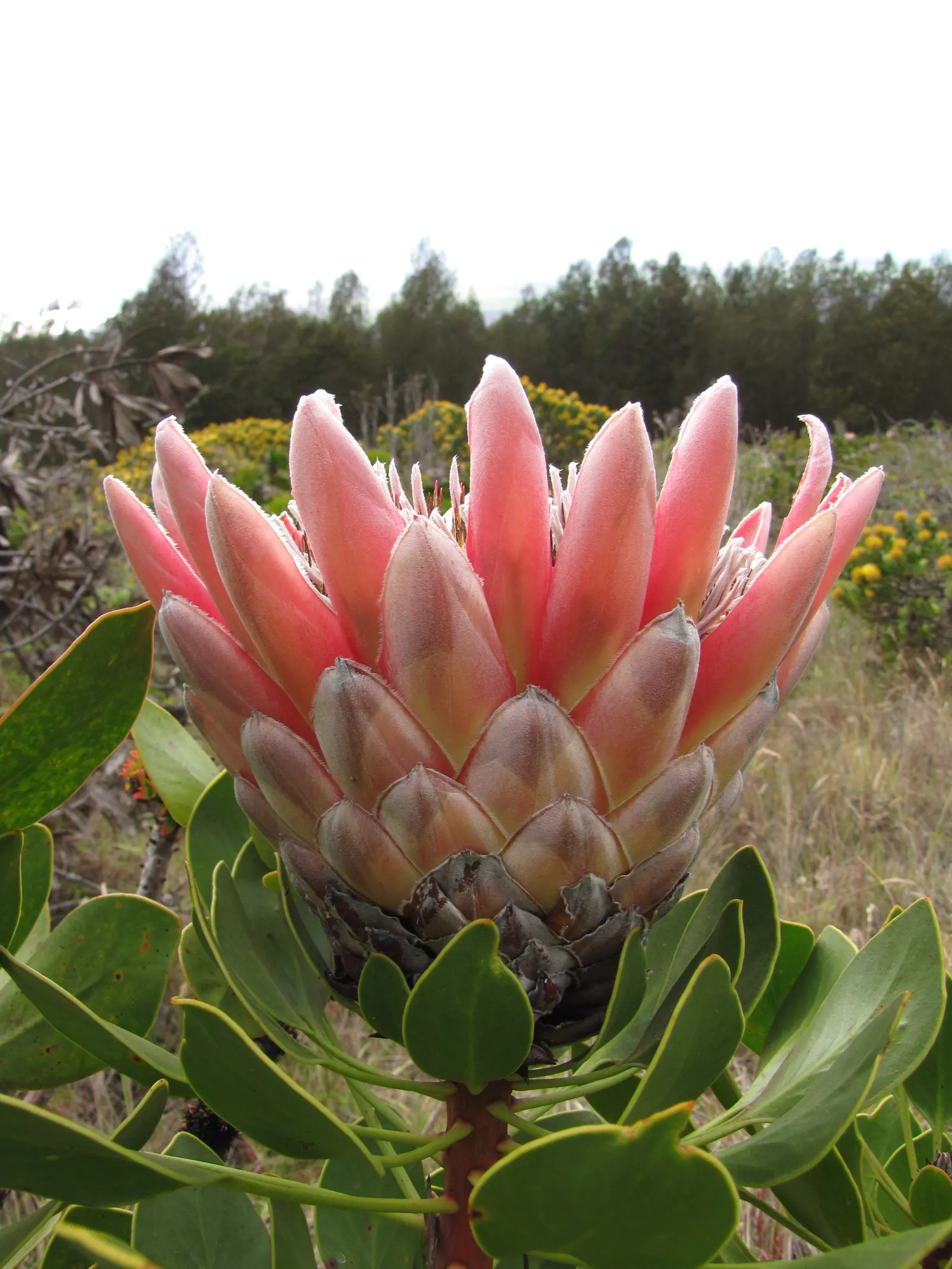 King Or Giant Protea (Protea Cynaroides) — boasts the largest flower head in its genus with diameters up to 12 inches; often reaching up to 12, image 102
