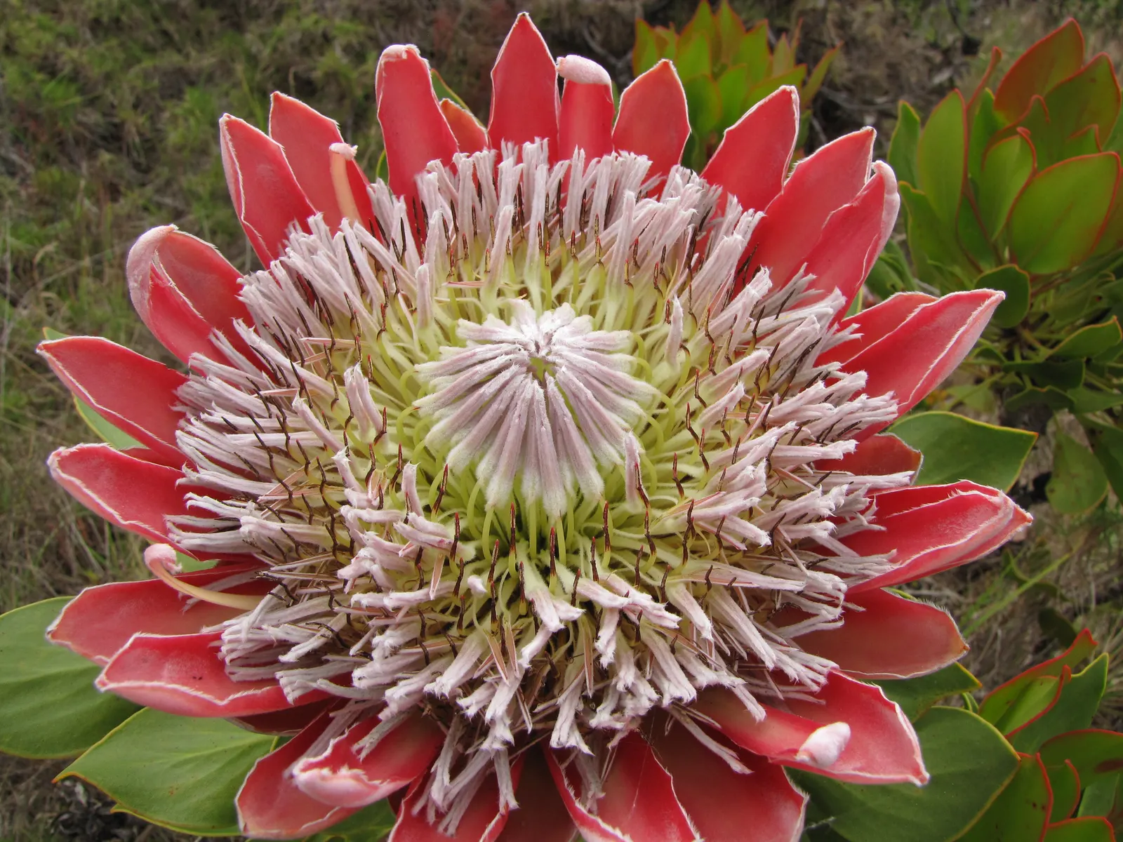 King Or Giant Protea (Protea Cynaroides) — leathery leaves that measure approximately 4 to 6 inches in length which are silvery-green; yellow, image 93