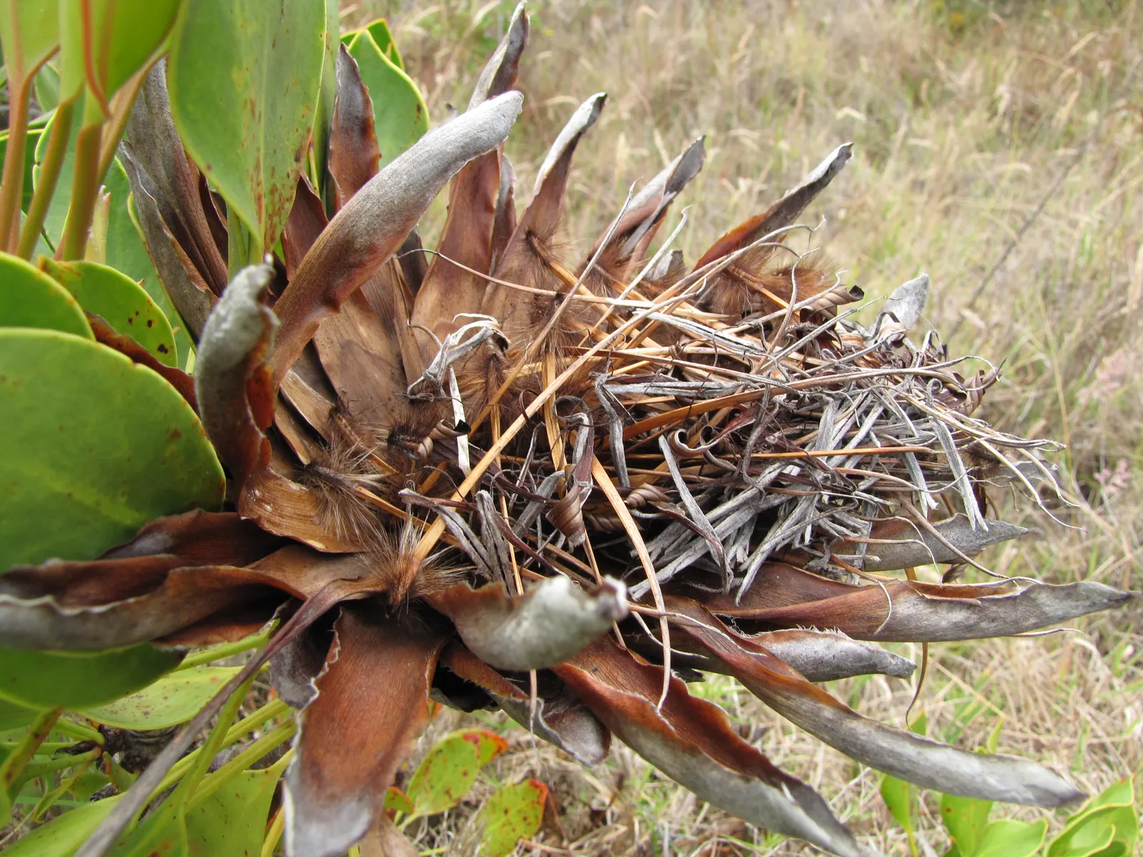 King Or Giant Protea (Protea Cynaroides) — making it a suitable choice for xeriscaping; preferring full sun and well-draining soil, it's drought-tolerant once