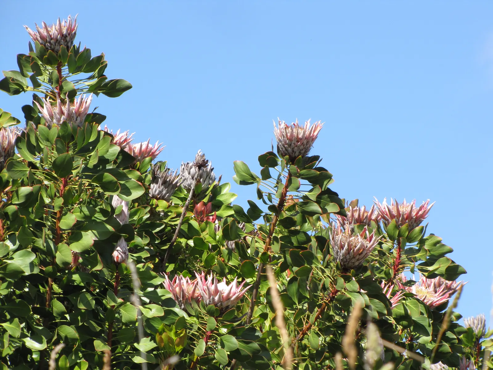 King Or Giant Protea (Protea Cynaroides) — shrub with yellow blooms