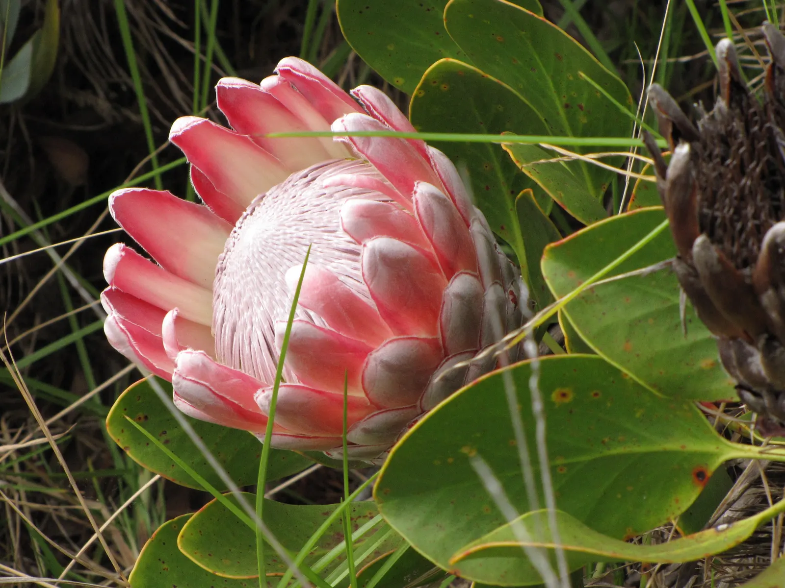 King Or Giant Protea (Protea Cynaroides) — Ideal for a focal point in xeriscapes; the King Protea thrives in well-drained, image 81