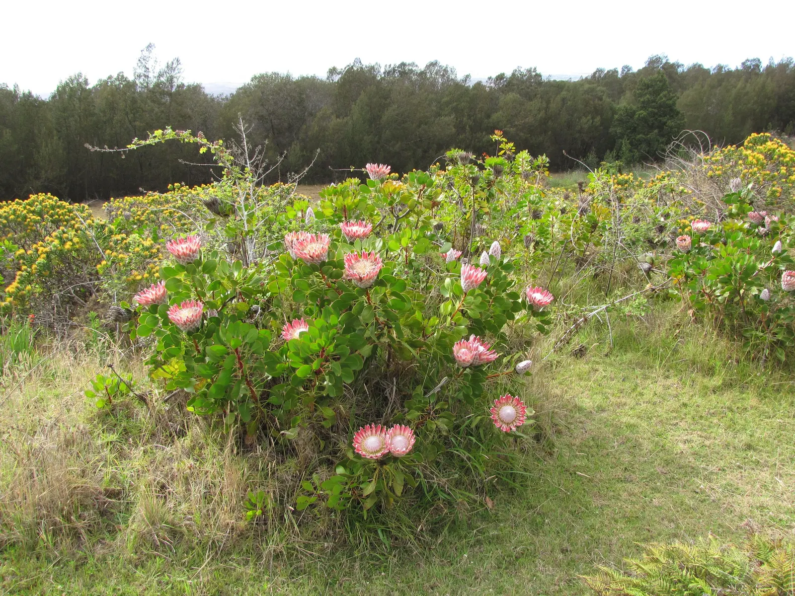 King Or Giant Protea (Protea Cynaroides) — However, protection from frost is crucial to prevent damage to its blooms and foliage; display a crown, image 70