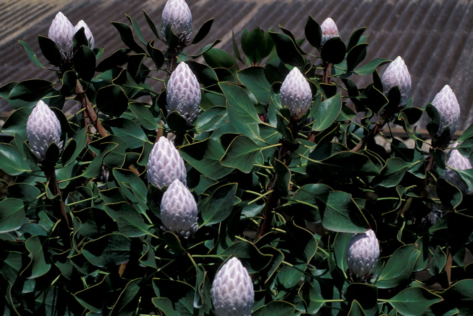 King Or Giant Protea (Protea Cynaroides) — Native to South Africa, this evergreen shrub typically reaches 3 to 4 feet in height and spread, image 78