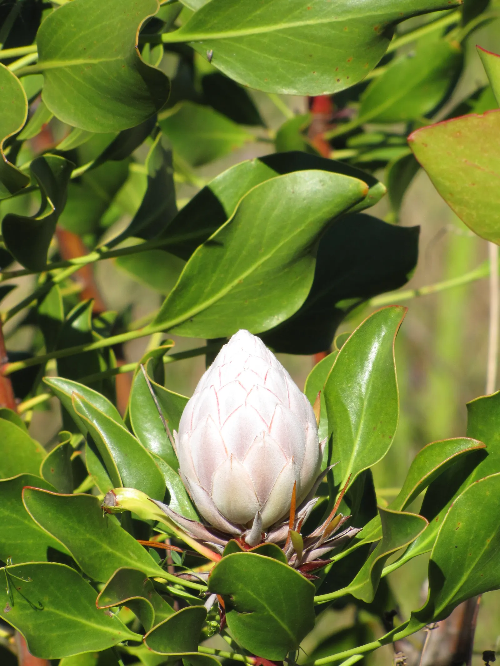 King Or Giant Protea (Protea Cynaroides) — display a crown of pink or crimson bracts that surround a fuzzy; ideal for a focal point in xeriscapes, image 62