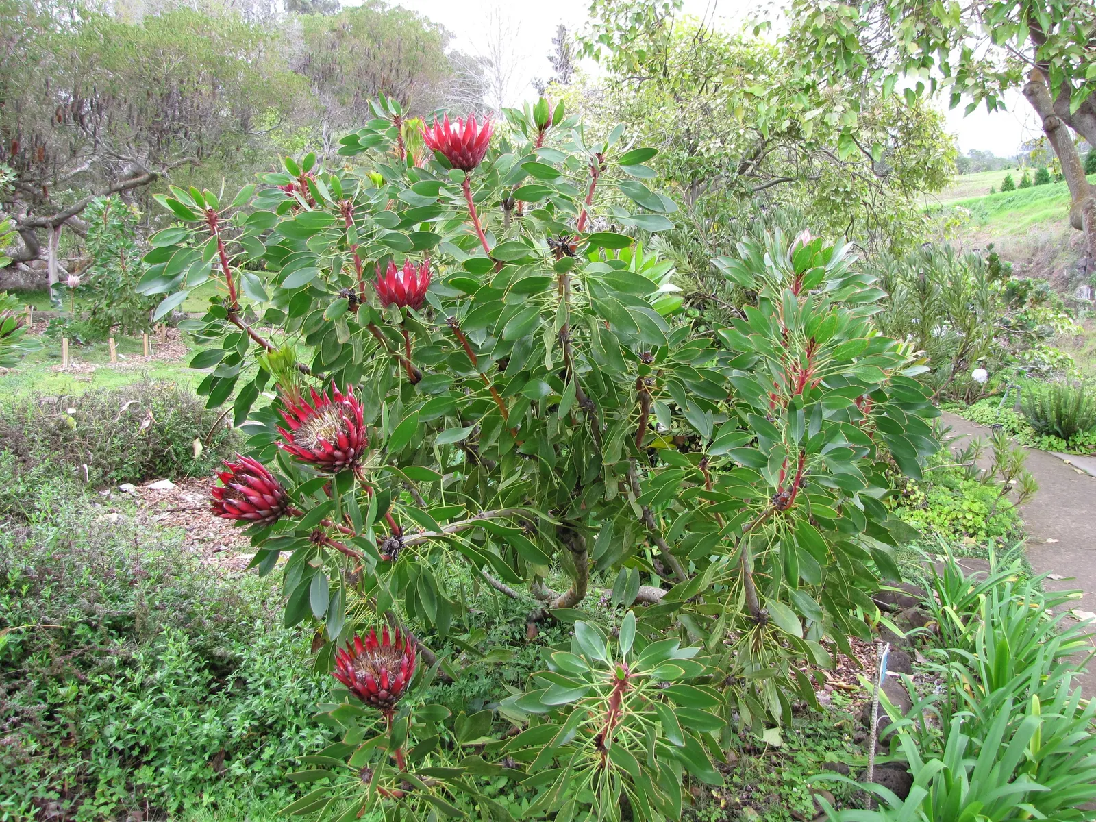 King Or Giant Protea (Protea Cynaroides) — the King Protea thrives in well-drained; however, protection from frost is crucial to prevent damage to, image 89