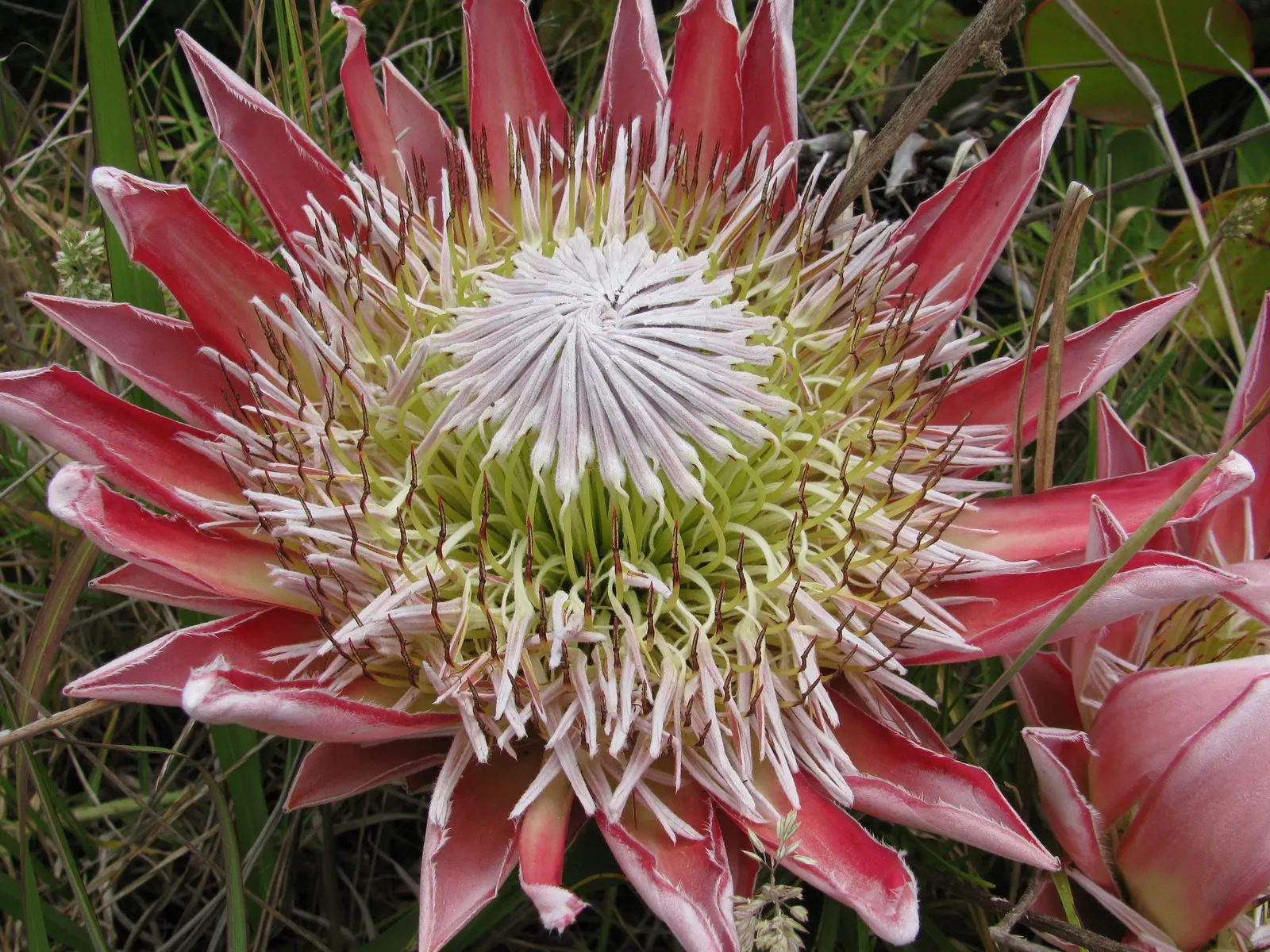 King Or Giant Protea (Protea Cynaroides) — Native to South Africa, this evergreen shrub typically reaches 3 to 4 feet in height and spread, image 53