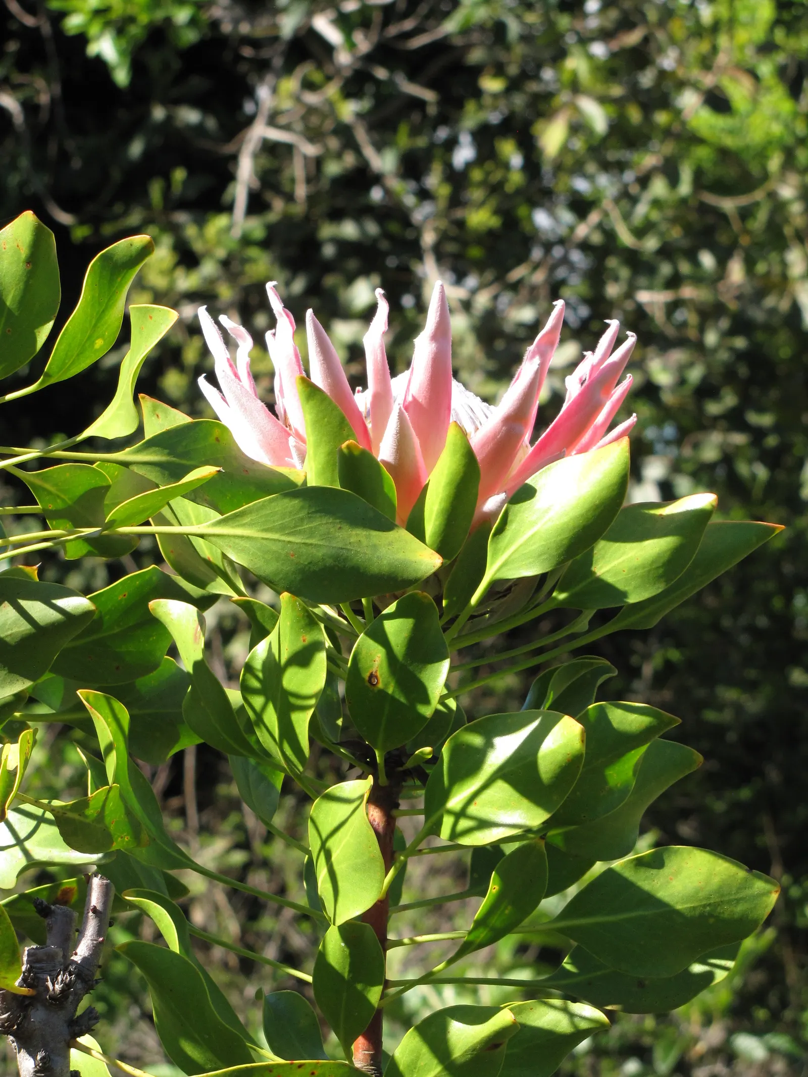 King Or Giant Protea (Protea Cynaroides) — making it a suitable choice for xeriscaping; preferring full sun and well-draining soil, it's, image 69