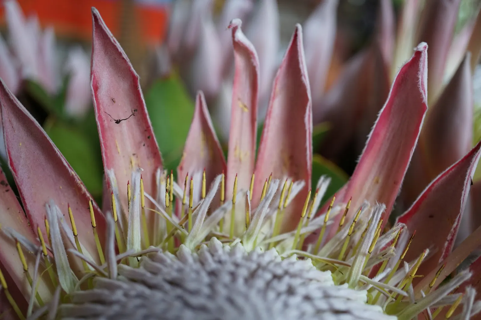 King Or Giant Protea (Protea Cynaroides) — Preferring full sun and well-draining soil, it's drought-tolerant once established and frost-sensitive