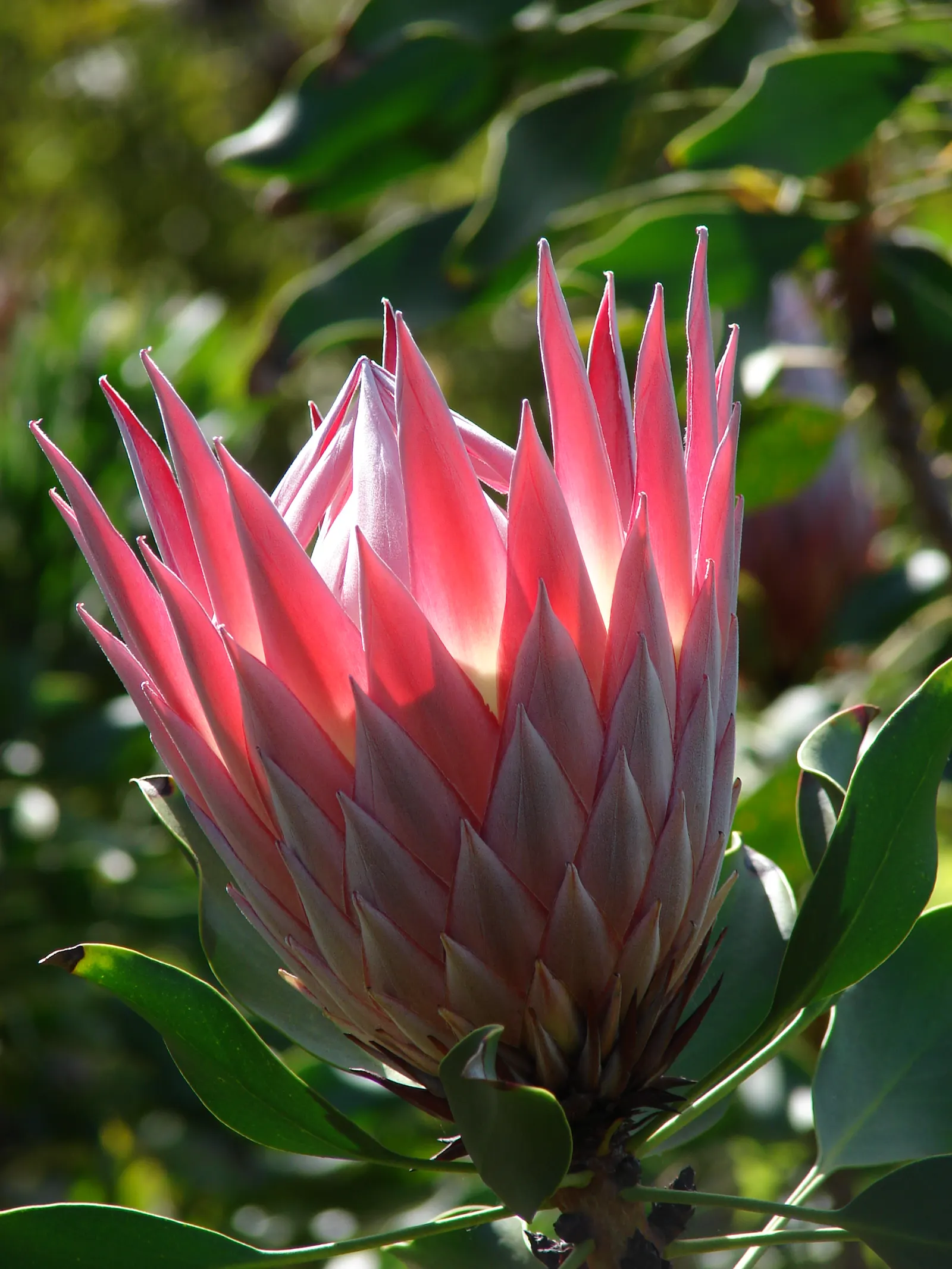 King Or Giant Protea (Protea Cynaroides) — Pruning is recommended to remove spent flowers and encourage further blooming