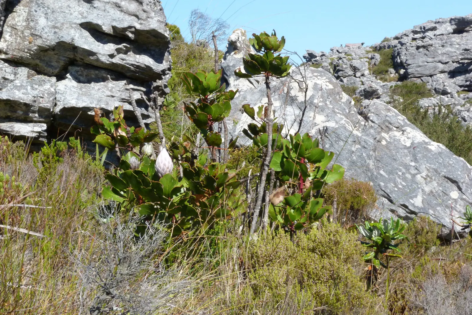 King Or Giant Protea (Protea Cynaroides) — often reaching up to 12 inches in diameter; shrub with yellow blooms, image 111