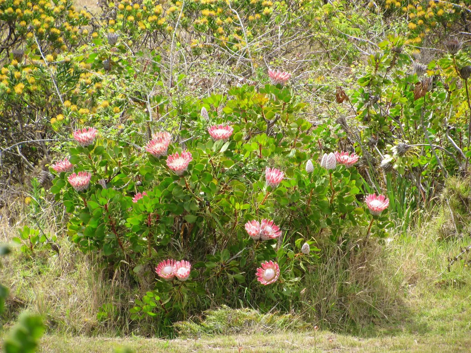 King Or Giant Protea (Protea Cynaroides) — recognized officially as the national flower of South Africa; native to South Africa, this evergreen, image 108