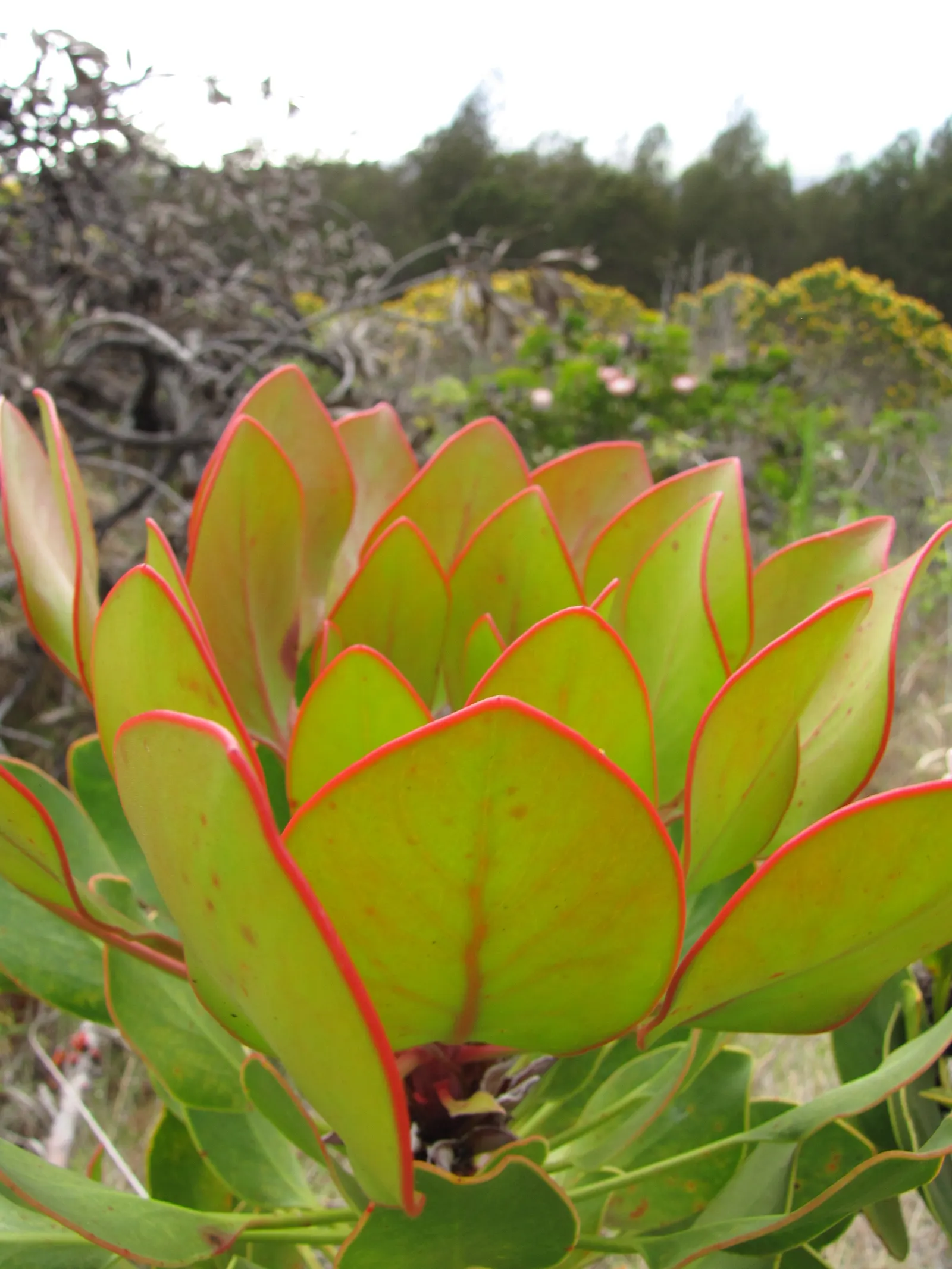King Or Giant Protea (Protea Cynaroides) — allowing for ample space when incorporated into garden designs; the plant typically attains a height of, image 92