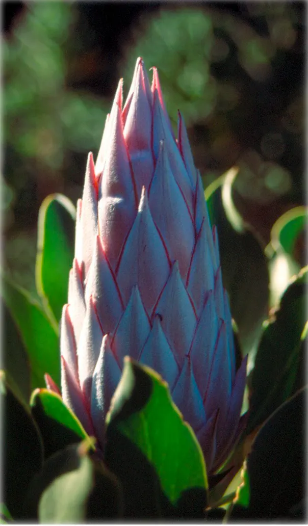 King Or Giant Protea (Protea Cynaroides) — yellow flowers in the garden; recognized officially as the national flower of South Africa, image 98