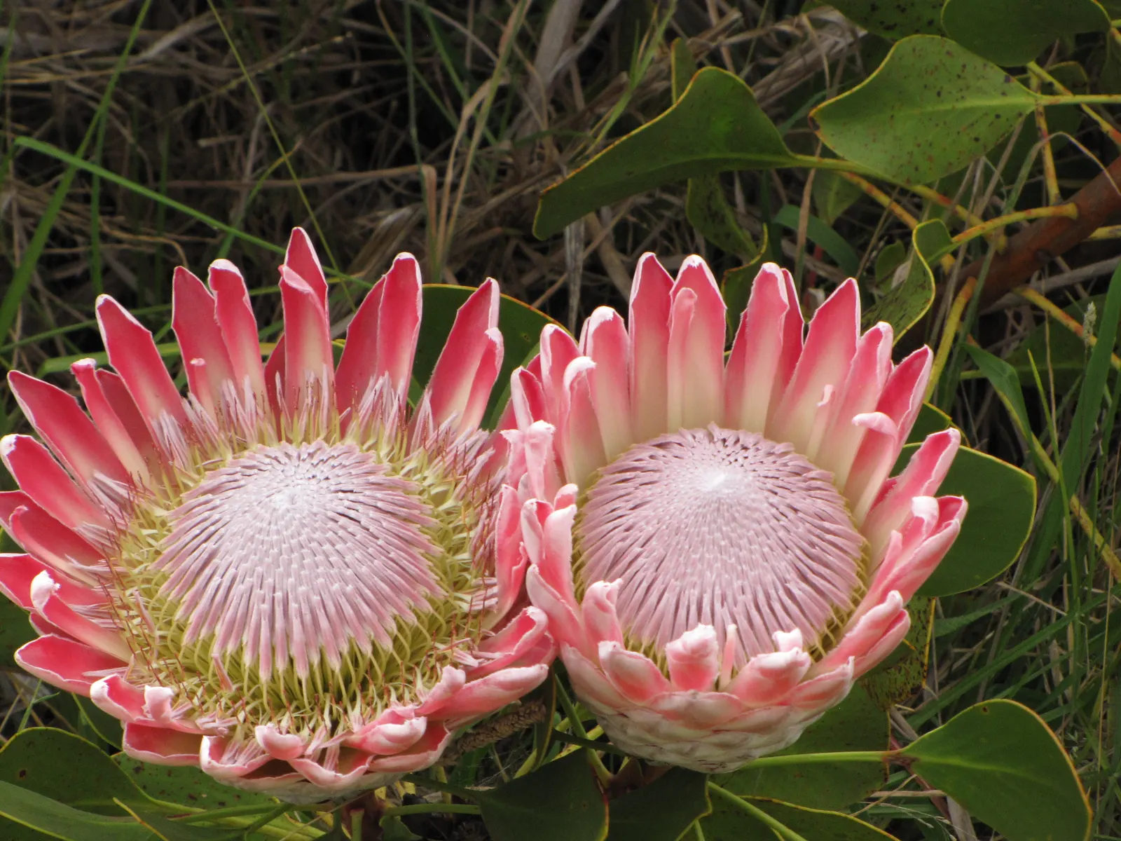 King Or Giant Protea (Protea Cynaroides) — leathery leaves that measure approximately 4 to 6 inches in length which are silvery-green