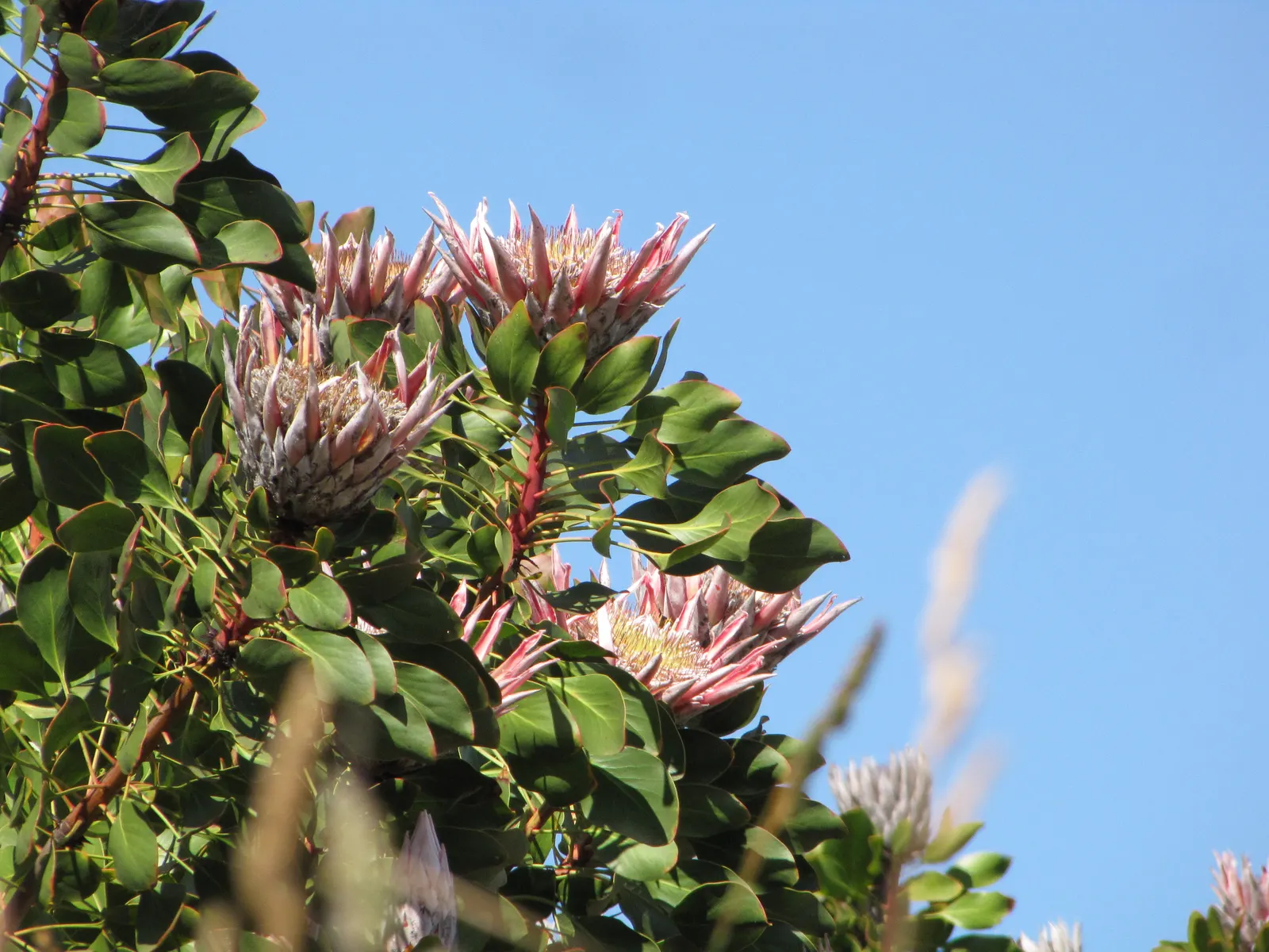 King Or Giant Protea (Protea Cynaroides) — As a landscape architect assistant; it is important to note that this perennial shrub adds dramatic flair to any