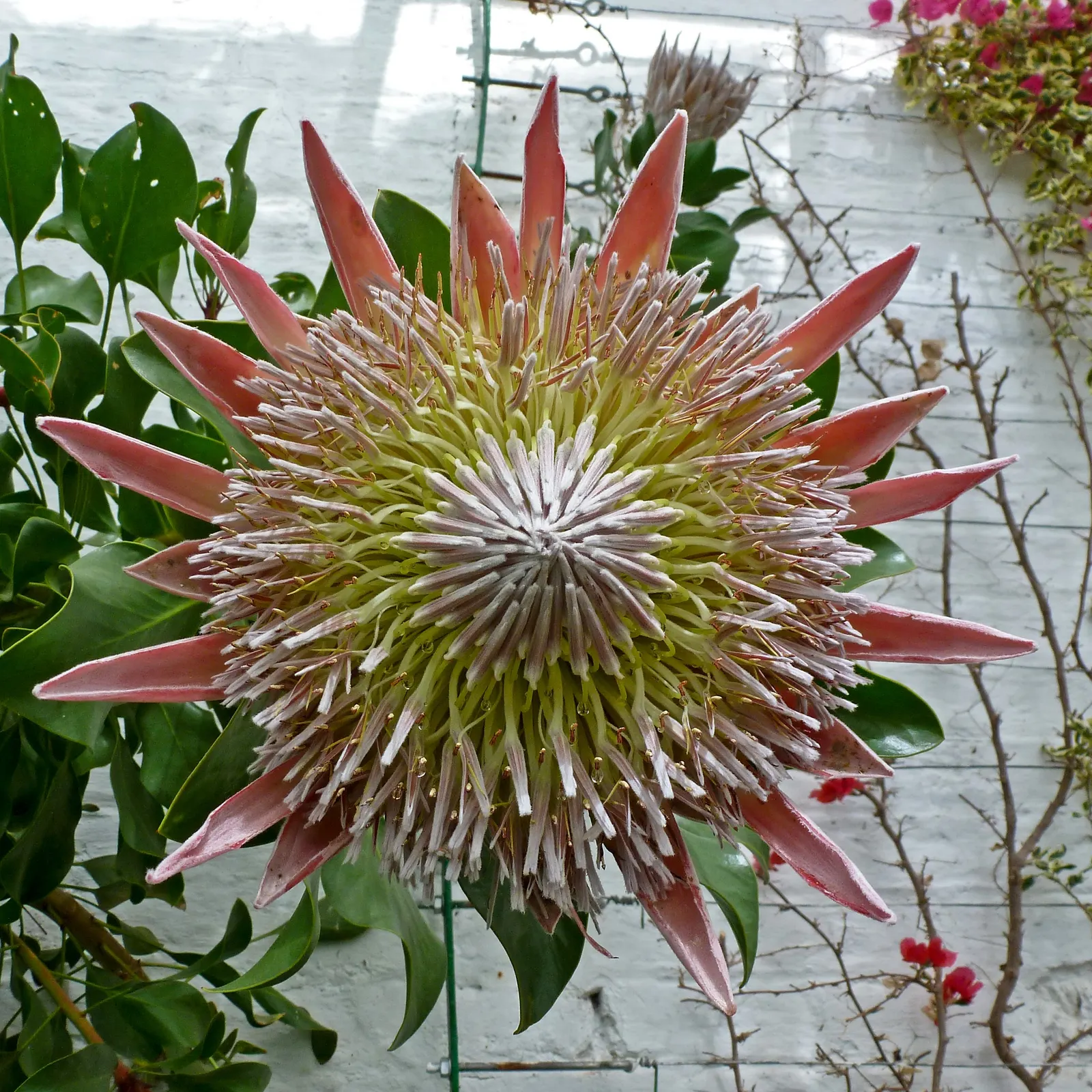 King Or Giant Protea (Protea Cynaroides) — shrub with yellow blooms; acidic soil with full sunlight exposure