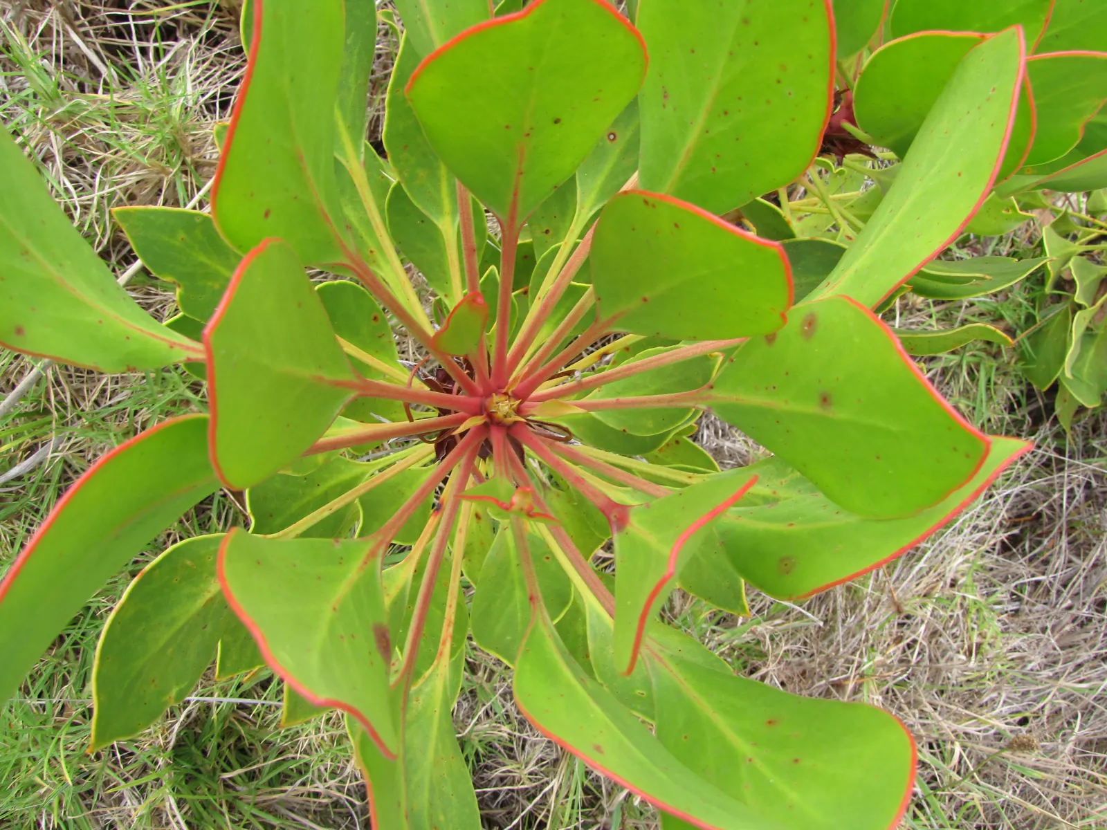 King Or Giant Protea (Protea Cynaroides) — The King Protea (Protea cynaroides) is a magnificent and distinctive plant; pruning is recommended to remove spent