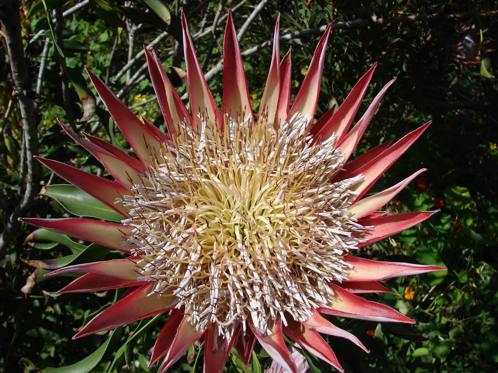 King Or Giant Protea (Protea Cynaroides) — often reaching up to 12 inches in diameter; shrub with yellow blooms, image 61