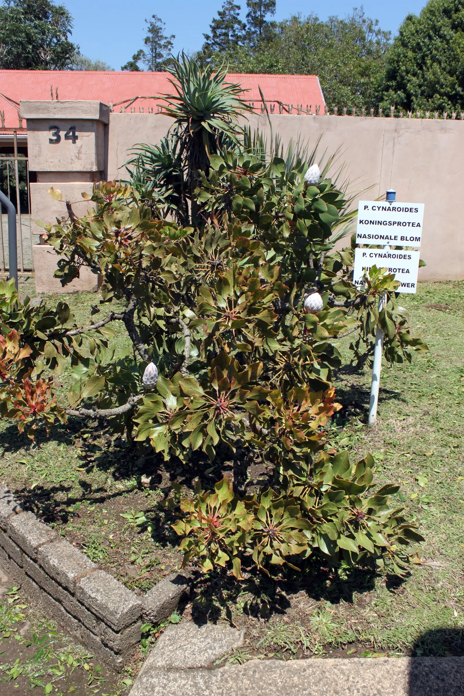 King Or Giant Protea (Protea Cynaroides) — giving the impression of a regal scepter.<br><br>Ideal for USDA hardiness zones 8 to 11, image 63