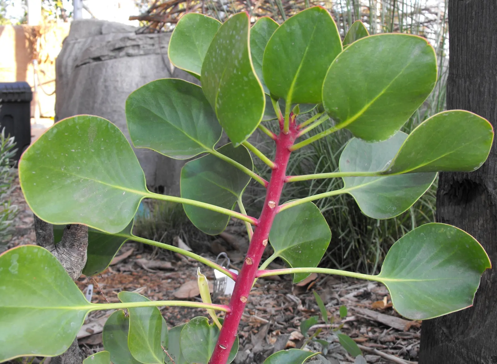 King Or Giant Protea (Protea Cynaroides) — shrub for full; when integrating into a garden, image 100