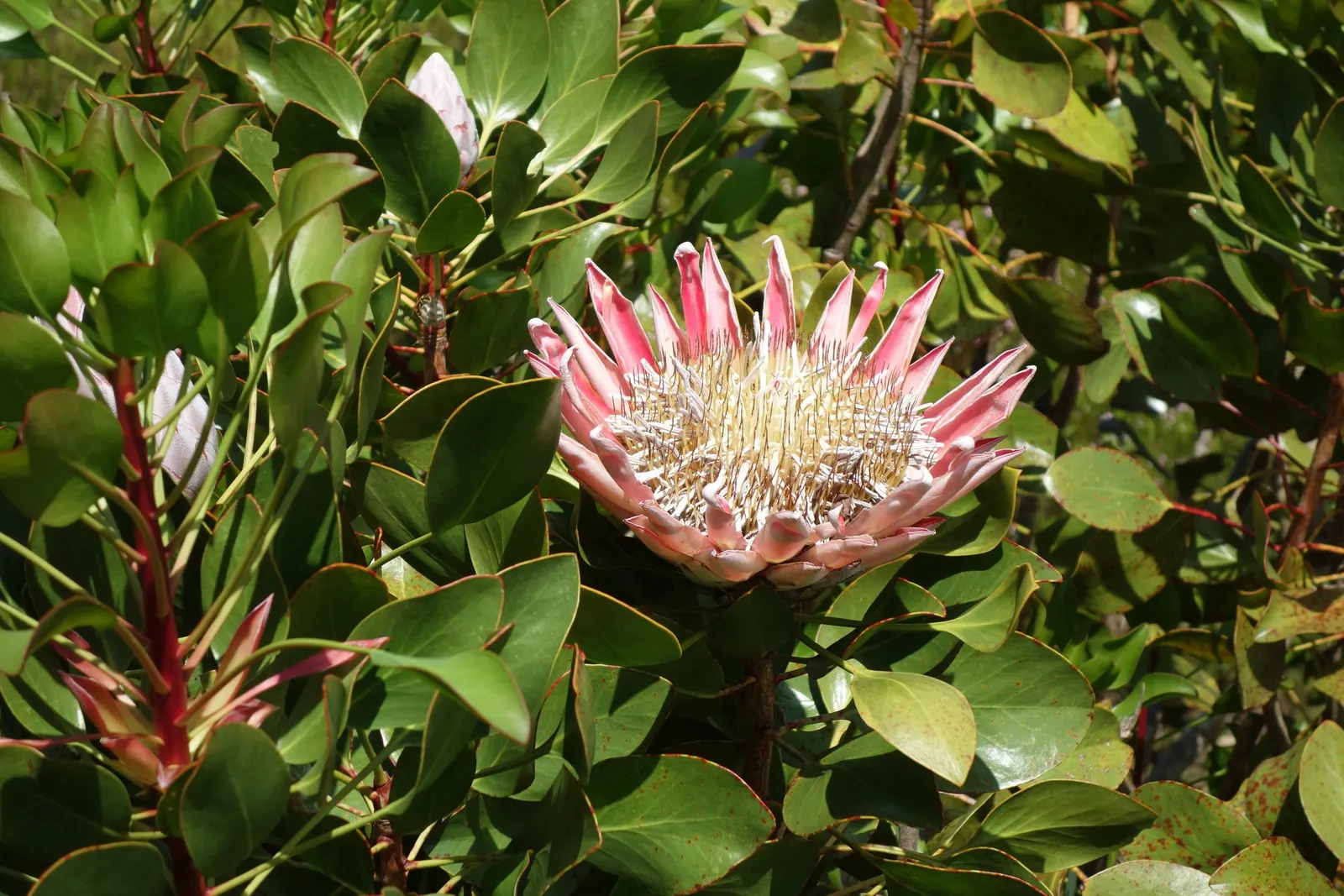 King Or Giant Protea (Protea Cynaroides) — the King Protea thrives in well-drained