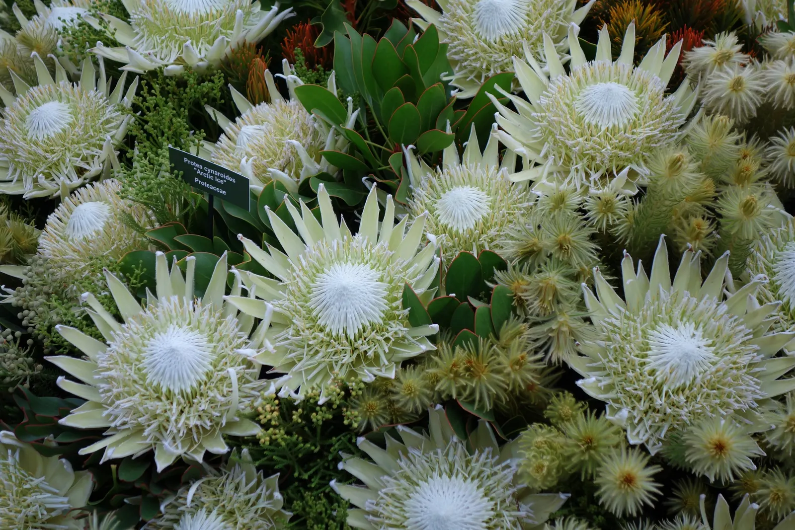 King Or Giant Protea (Protea Cynaroides) — leathery leaves that measure approximately 4 to 6 inches in length which are silvery-green; yellow, image 68