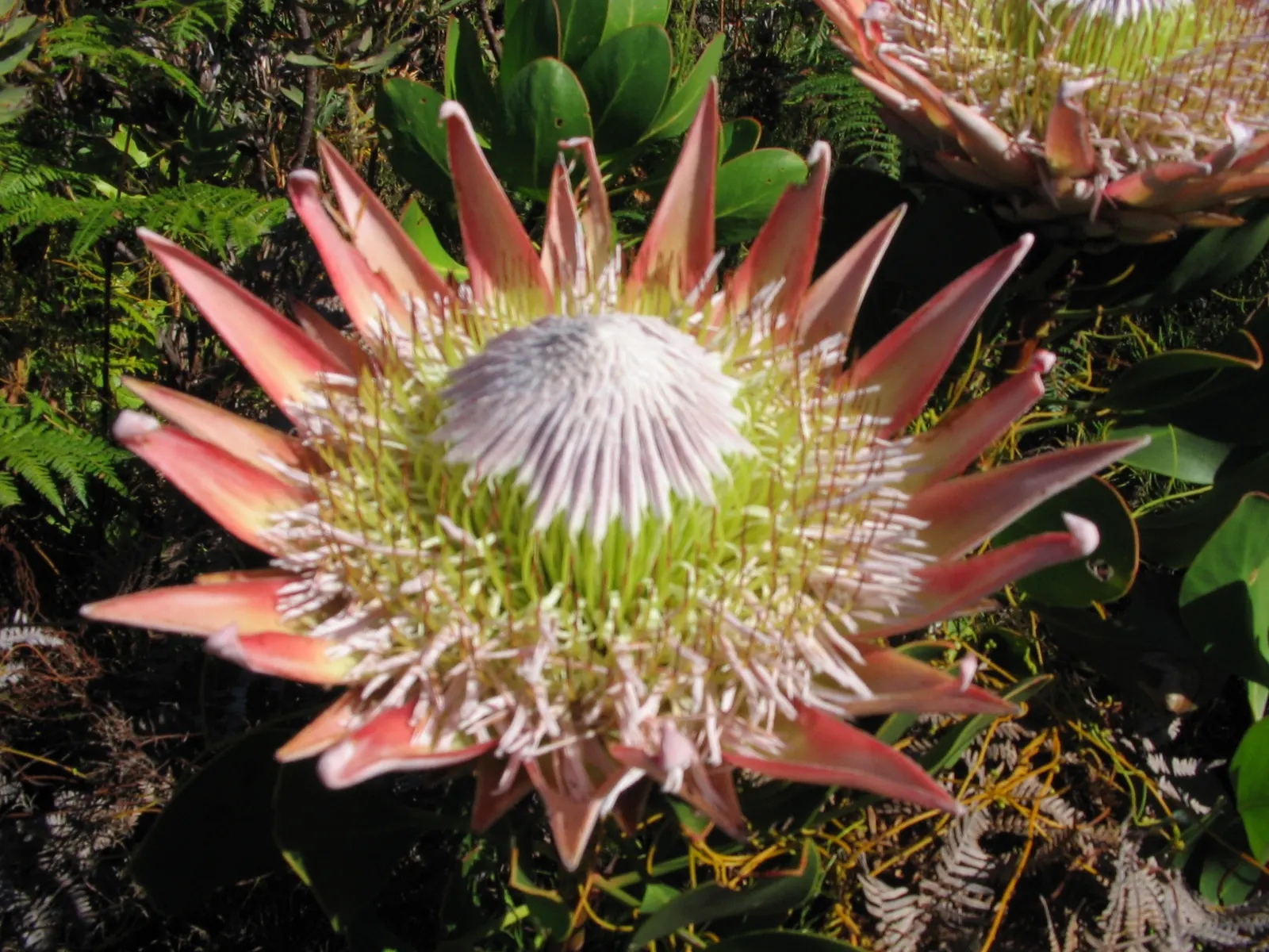 King Or Giant Protea (Protea Cynaroides) — allowing for ample space when incorporated into garden designs