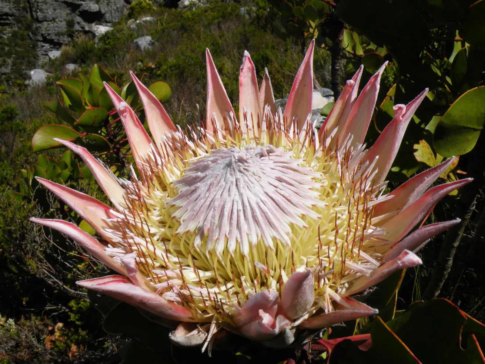King Or Giant Protea (Protea Cynaroides) — yellow flowers in the garden; recognized officially as the national flower of South Africa