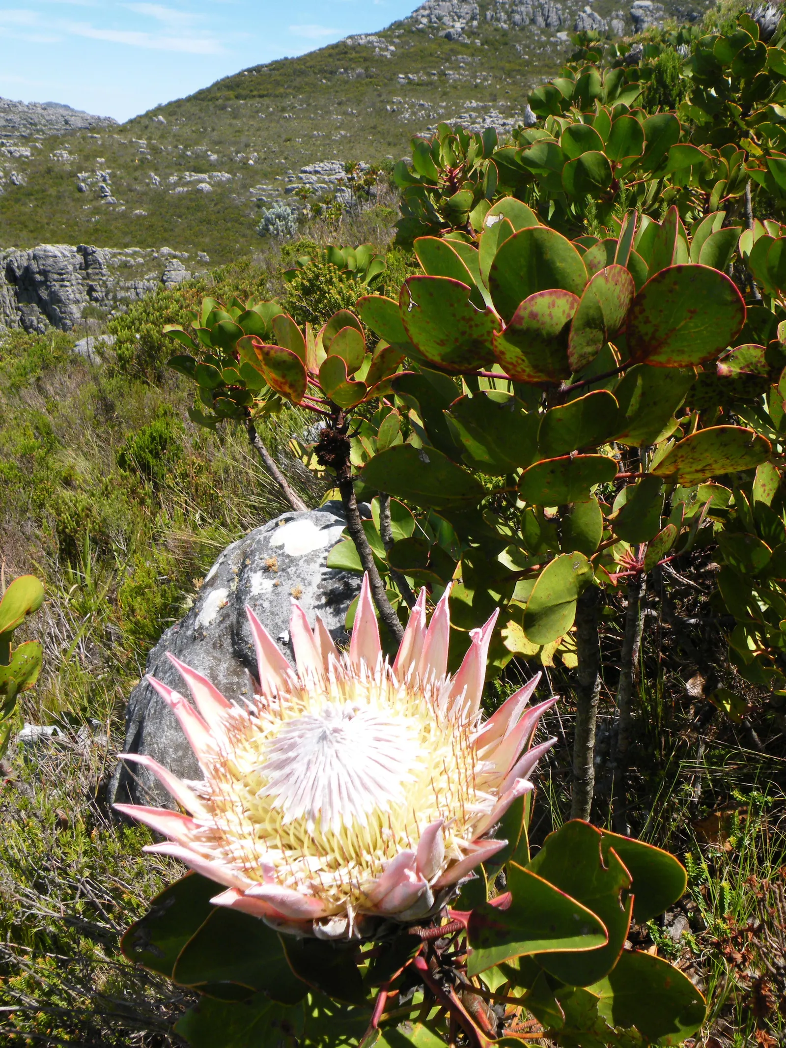 King Or Giant Protea (Protea Cynaroides) — giving the impression of a regal scepter.<br><br>Ideal for USDA hardiness zones 8 to 11, image 88