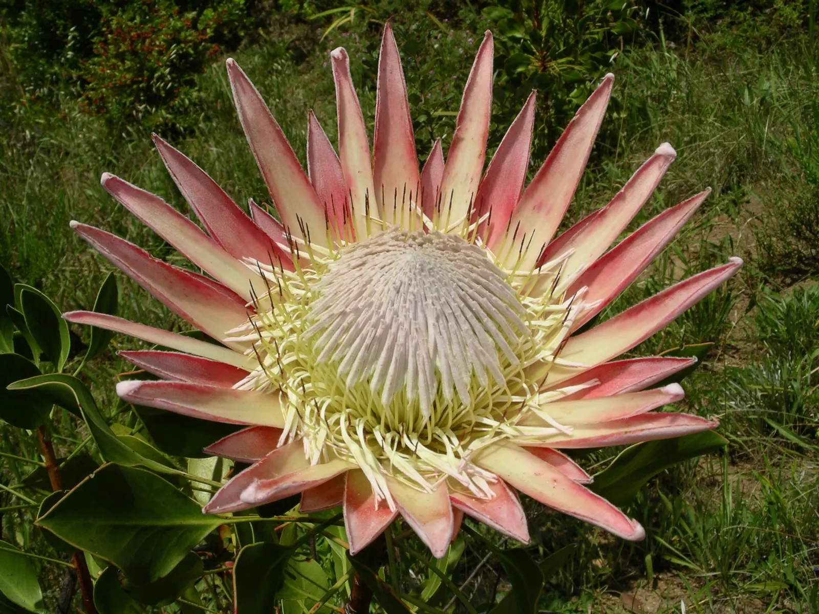 King Or Giant Protea (Protea Cynaroides) — allowing for ample space when incorporated into garden designs; the plant typically attains a height of 3 to 4 feet
