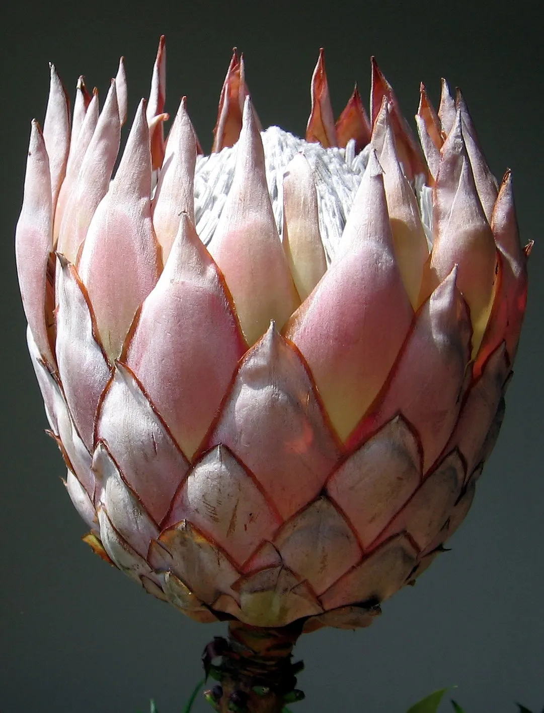 King Or Giant Protea (Protea Cynaroides) — However, protection from frost is crucial to prevent damage to its blooms and foliage; display a crown, image 95