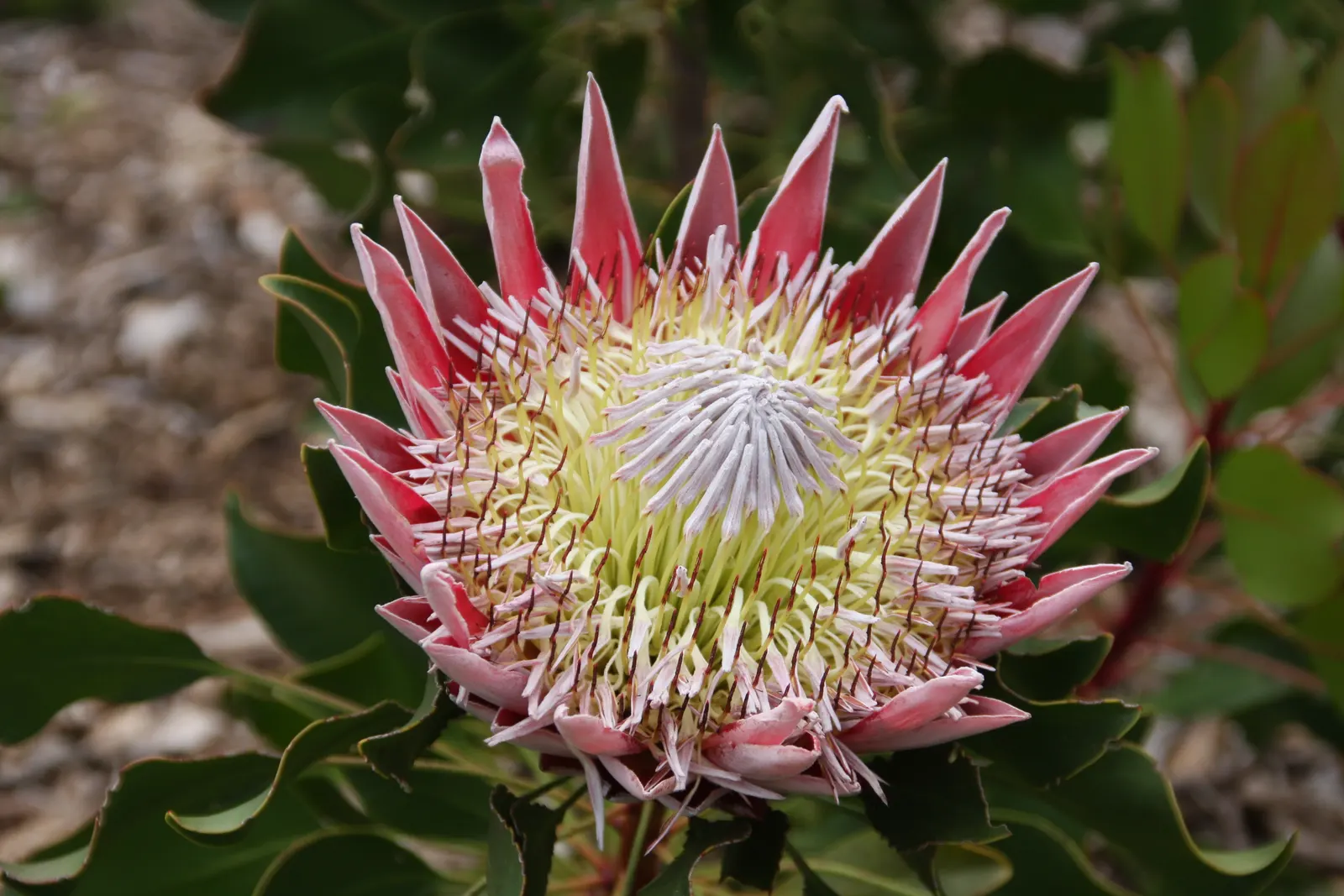 King Or Giant Protea (Protea Cynaroides) — Preferring full sun and well-draining soil, it's drought-tolerant once established and frost-sensitive, image 80