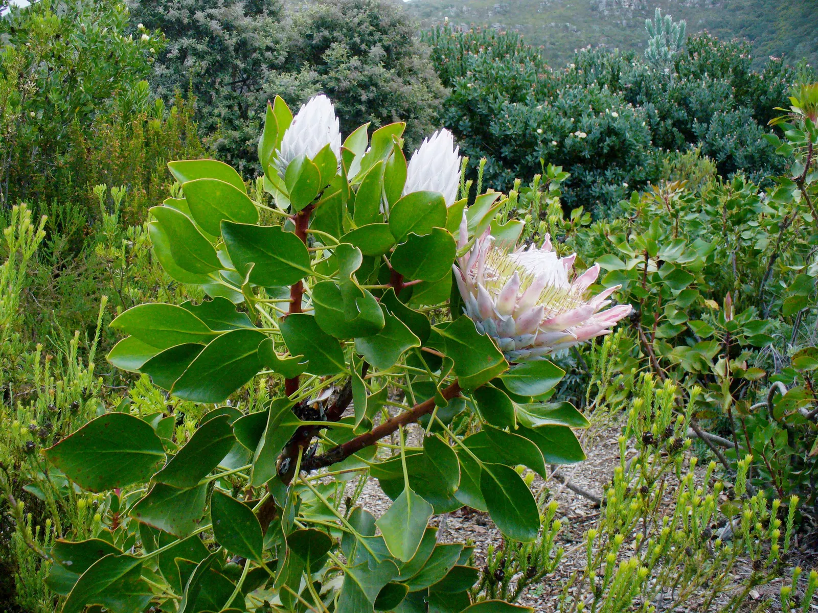 King Or Giant Protea (Protea Cynaroides) — often reaching up to 12 inches in diameter; shrub with yellow blooms