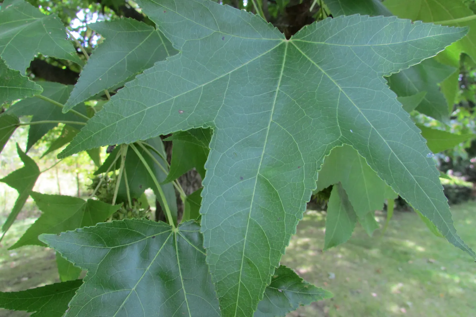 American Sweet Gum (Liquidambar Styraciflua 'Burgundy') — with leaves turning vivid burgundy