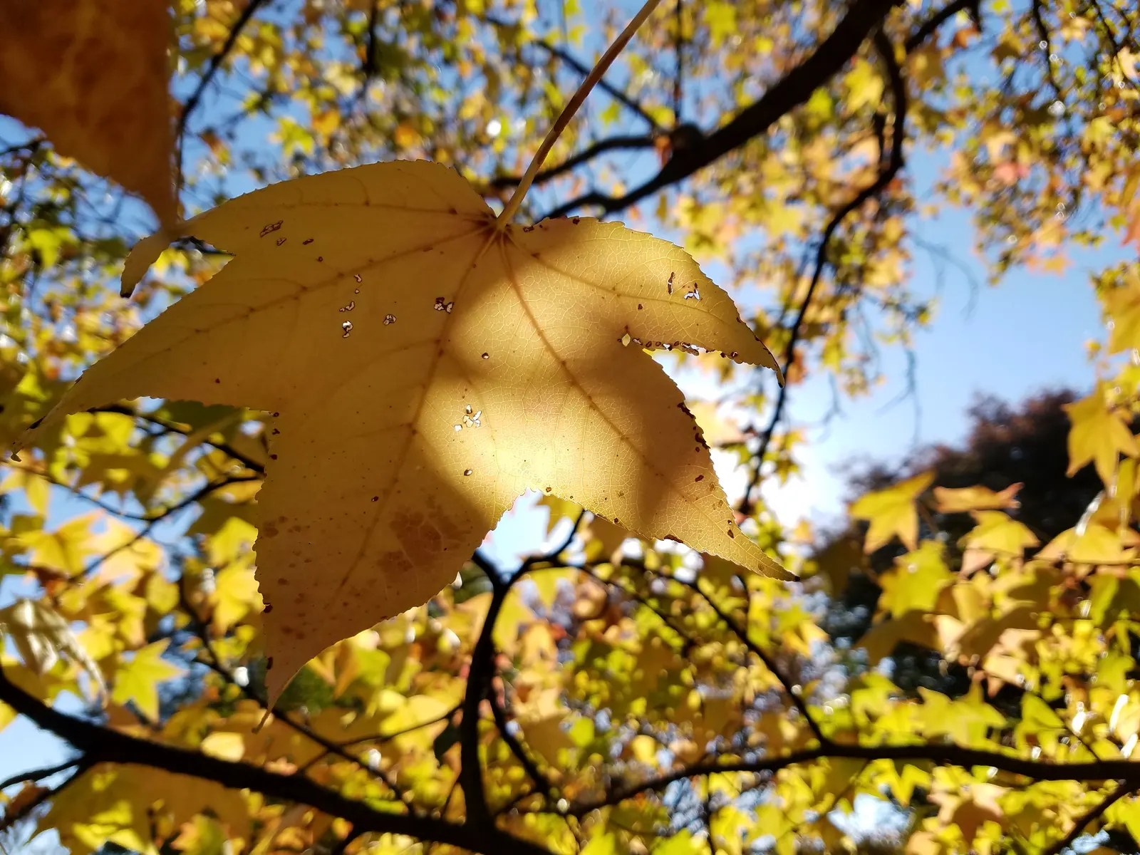 American Sweet Gum (Liquidambar Styraciflua 'Burgundy') — is valued for its spectacular fall colors