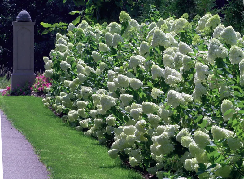 Limelight Panicle Hydrangea (Hydrangea paniculata) — but it does require well-drained soils that do not remain soggy for any amount of time, image 57