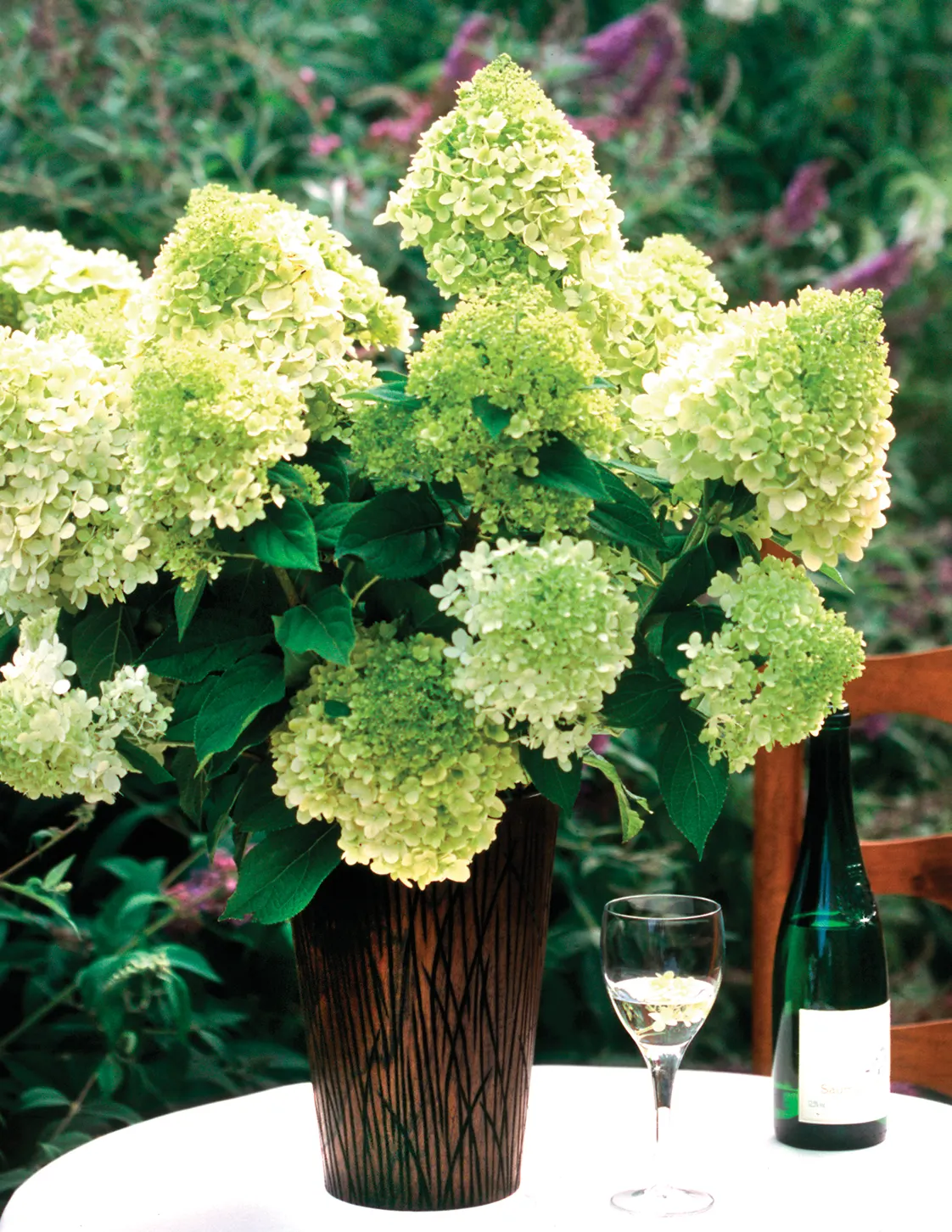 Limelight Panicle Hydrangea (Hydrangea paniculata) — The blooms age to an array of pink; and burgundy which persists through frost for months of, image 64
