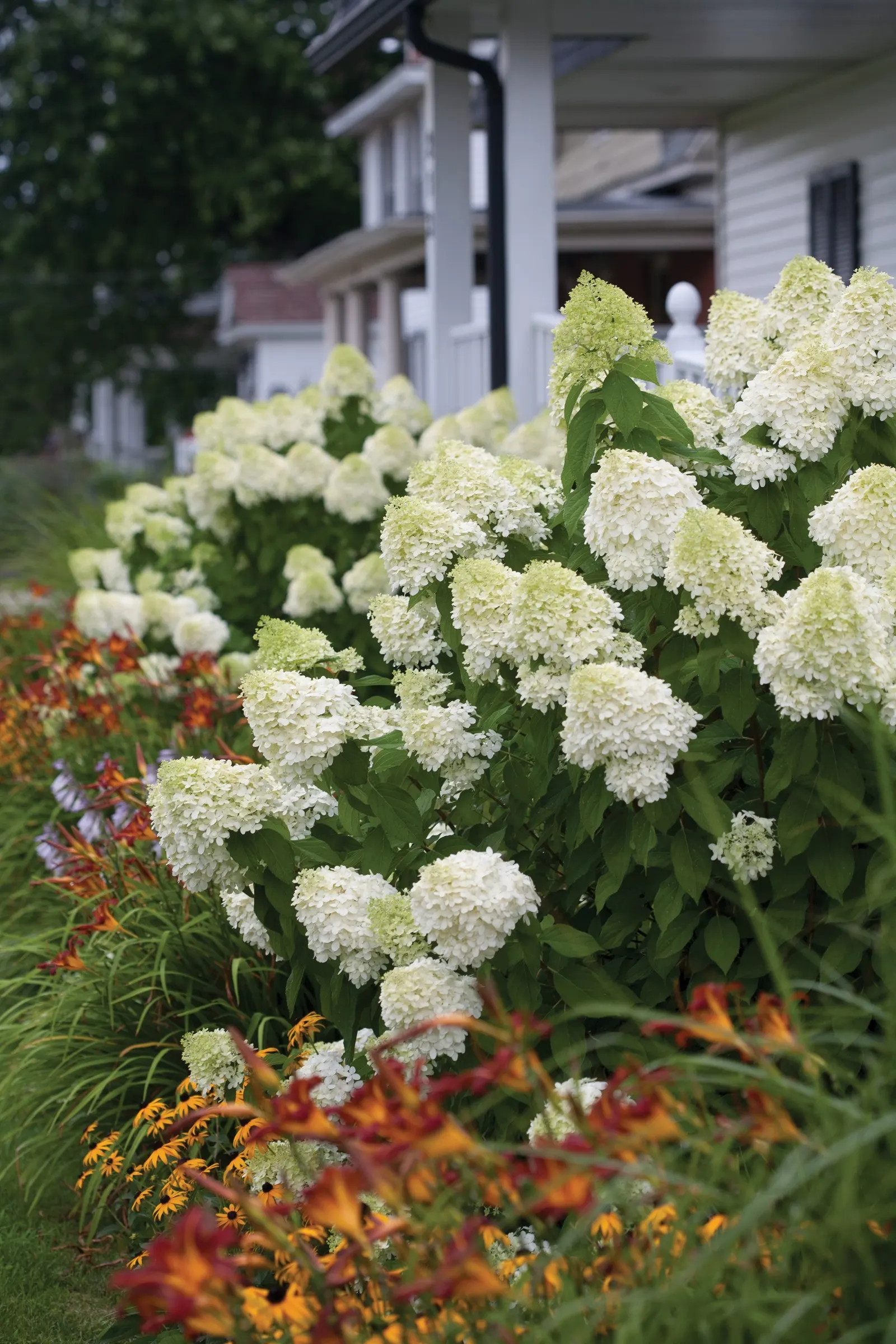 Limelight Panicle Hydrangea (Hydrangea paniculata) — The blooms age to an array of pink; and burgundy which persists through frost for months of irresistible