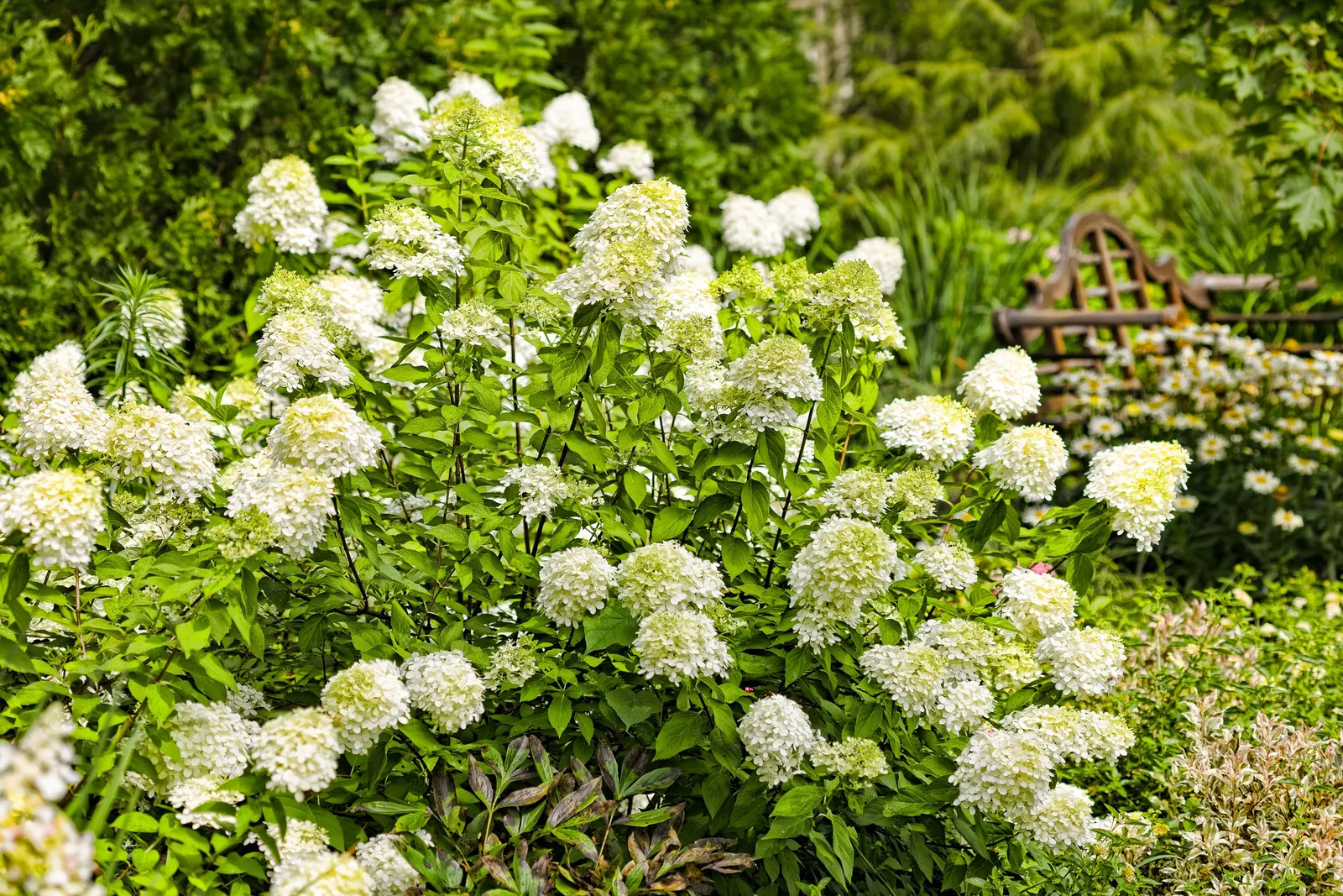 Limelight Panicle Hydrangea (Hydrangea paniculata) — information and resources; hydrangea paniculata also makes an excellent cut flower, image 42