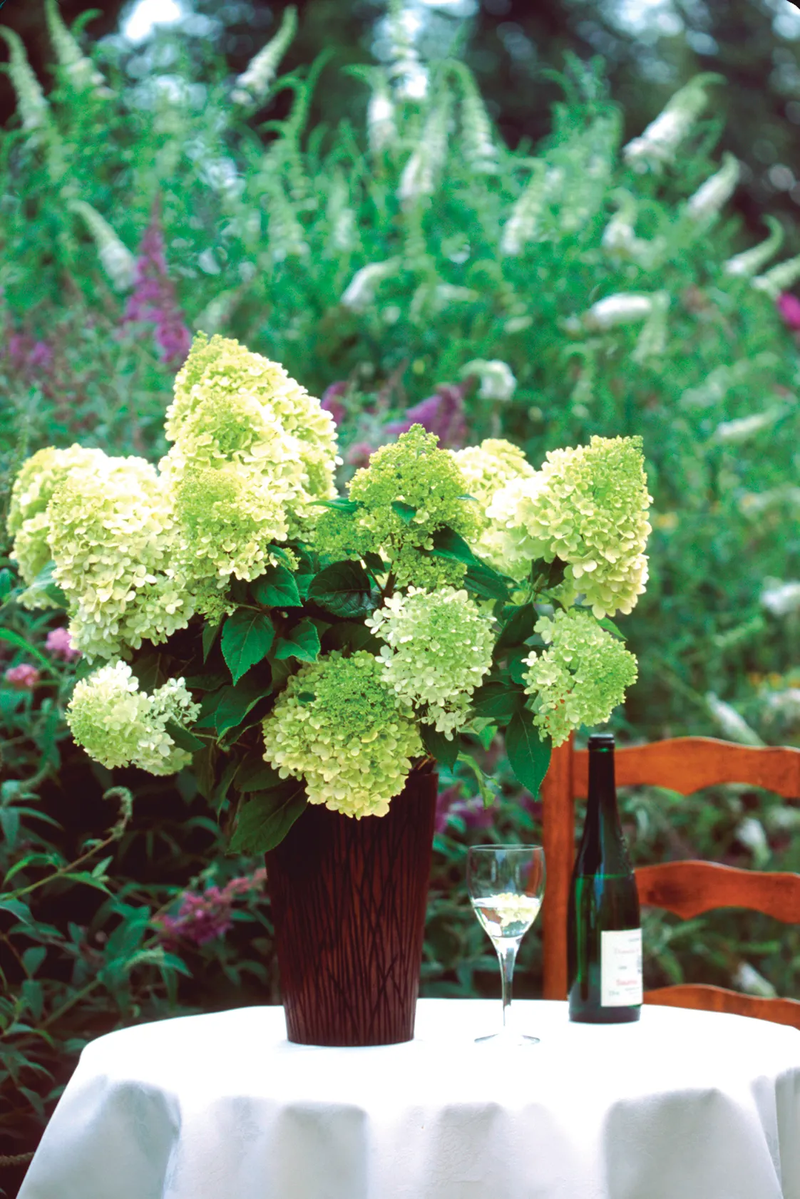 Limelight Panicle Hydrangea (Hydrangea paniculata) — Proven Winners - 'Limelight' - Panicle Hydrangea - Hydrangea paniculata green plant details