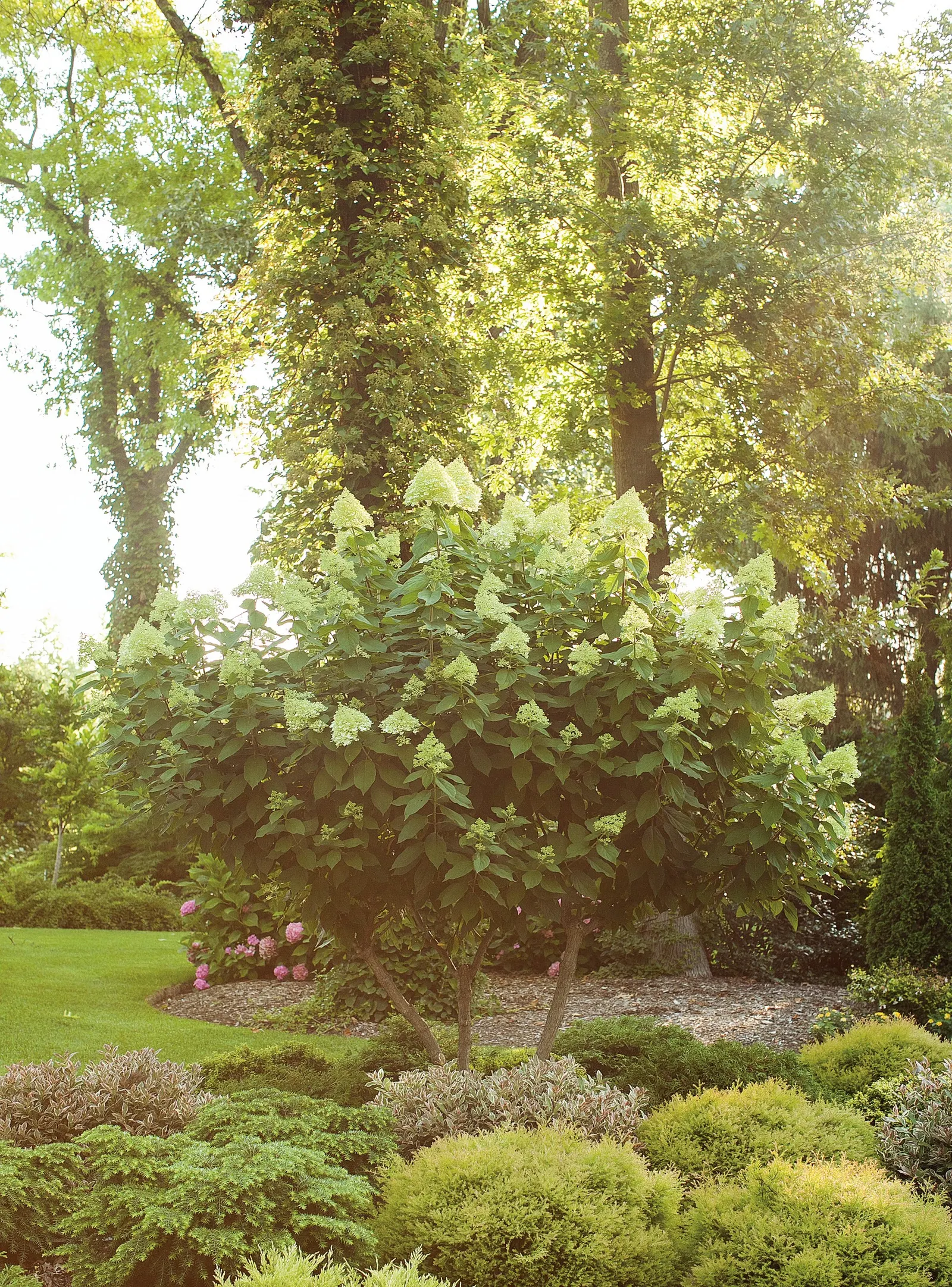 Limelight Panicle Hydrangea (Hydrangea paniculata) — even in cold climates - winter doesn't faze it at all.; as an attention-getting specimen