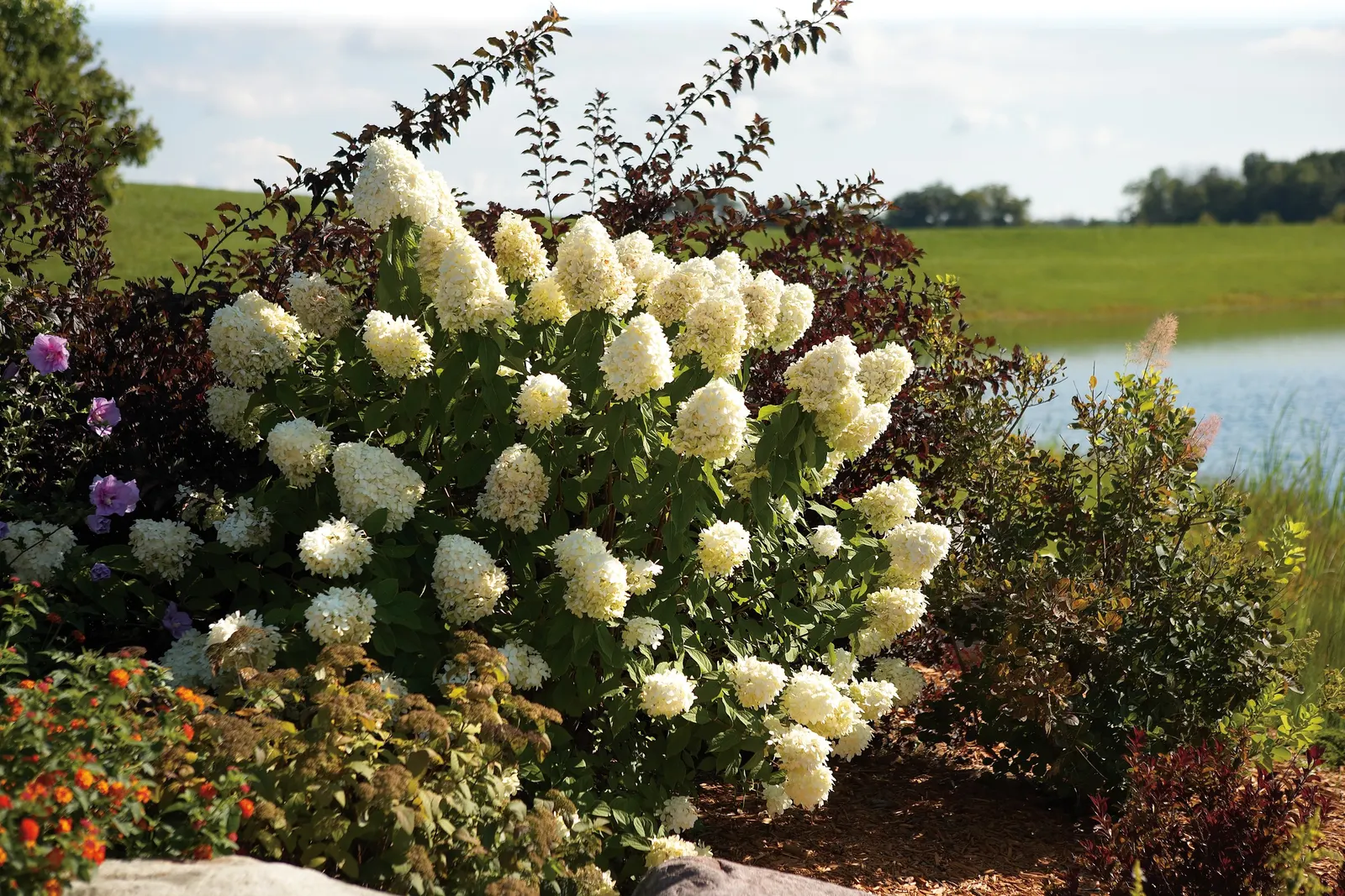 Limelight Panicle Hydrangea (Hydrangea paniculata) — You can use ' Limelight ' hydrangea just about any way you can imagine: as a showy flowering hedge