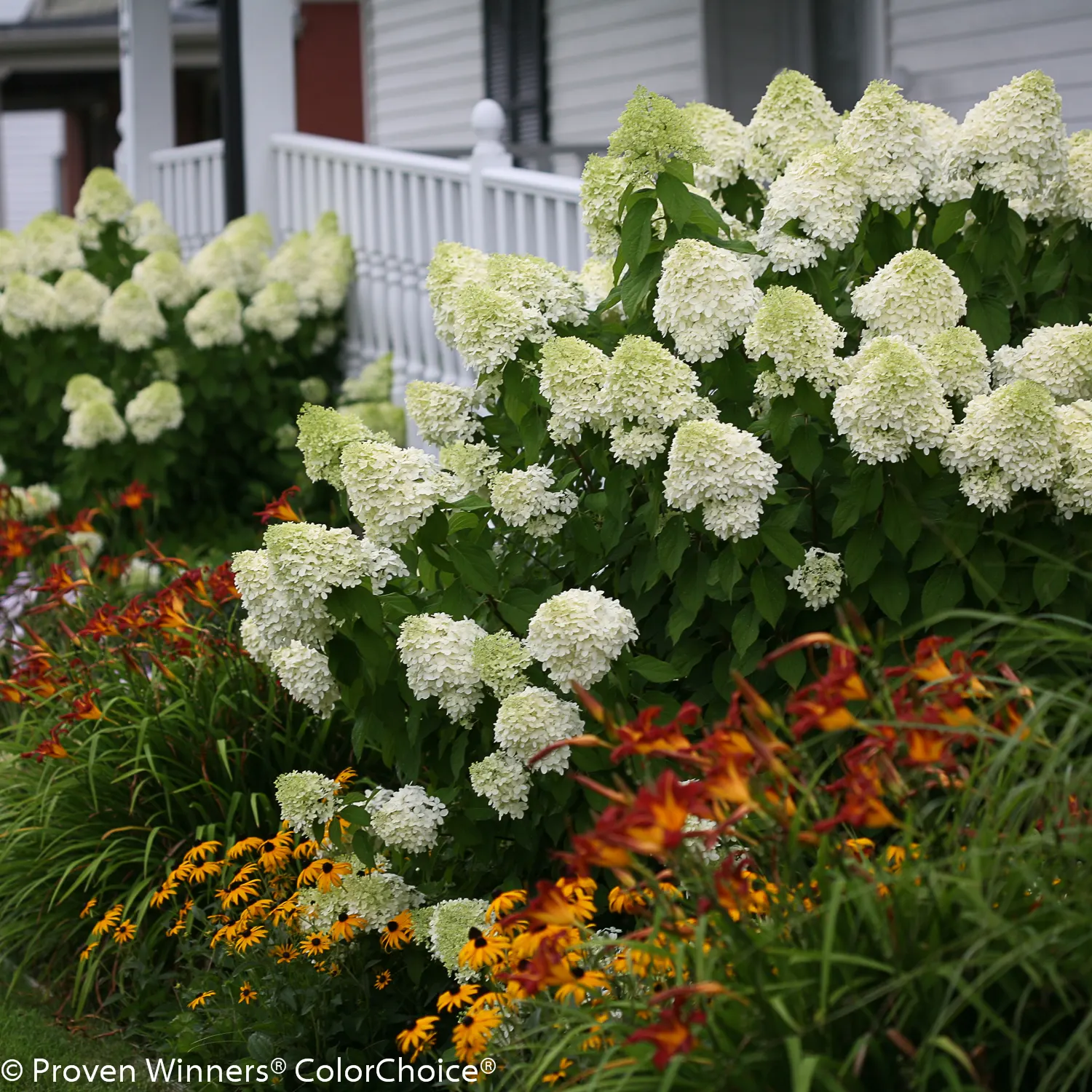 Limelight Panicle Hydrangea (Hydrangea paniculata) — as an attention-getting specimen; even in cold climates - winter doesn't faze it at all., image 48