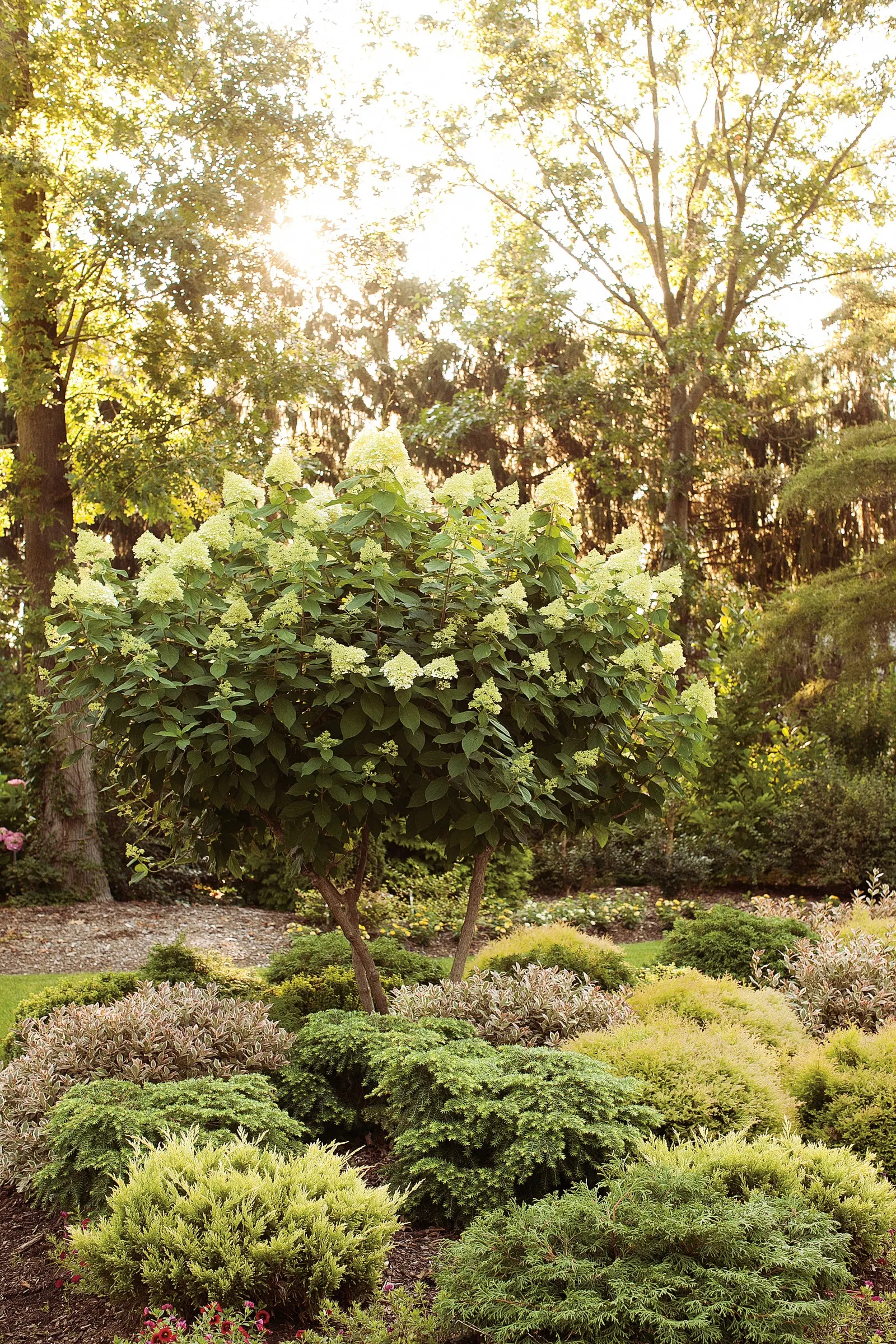 Limelight Panicle Hydrangea (Hydrangea paniculata) — Proven Winners - 'Limelight' - Panicle Hydrangea - Hydrangea paniculata green plant details; the blooms