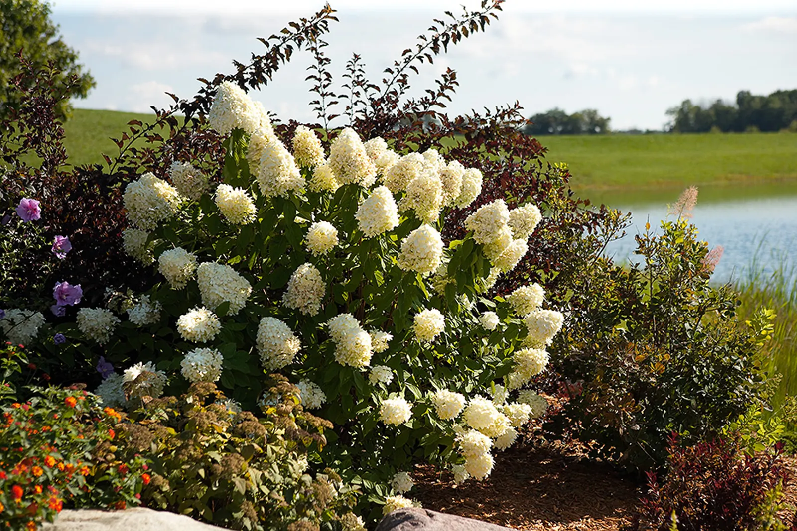 Limelight Panicle Hydrangea (Hydrangea paniculata) — even in cold climates - winter doesn't faze it at all.; as an attention-getting specimen, image 53