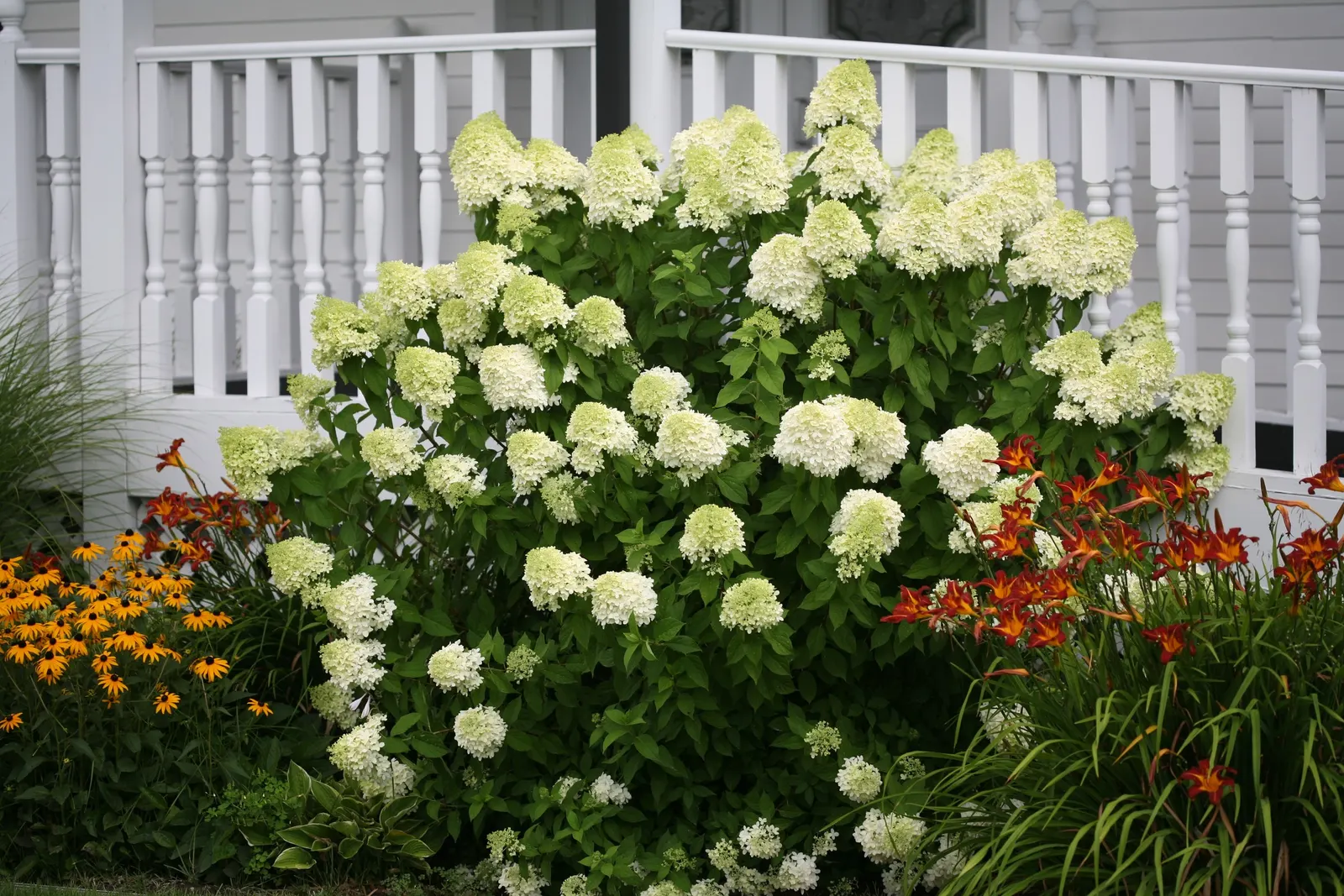 Limelight Panicle Hydrangea (Hydrangea paniculata) — green flowers in the garden; but it does require well-drained soils that do not remain soggy, image 60