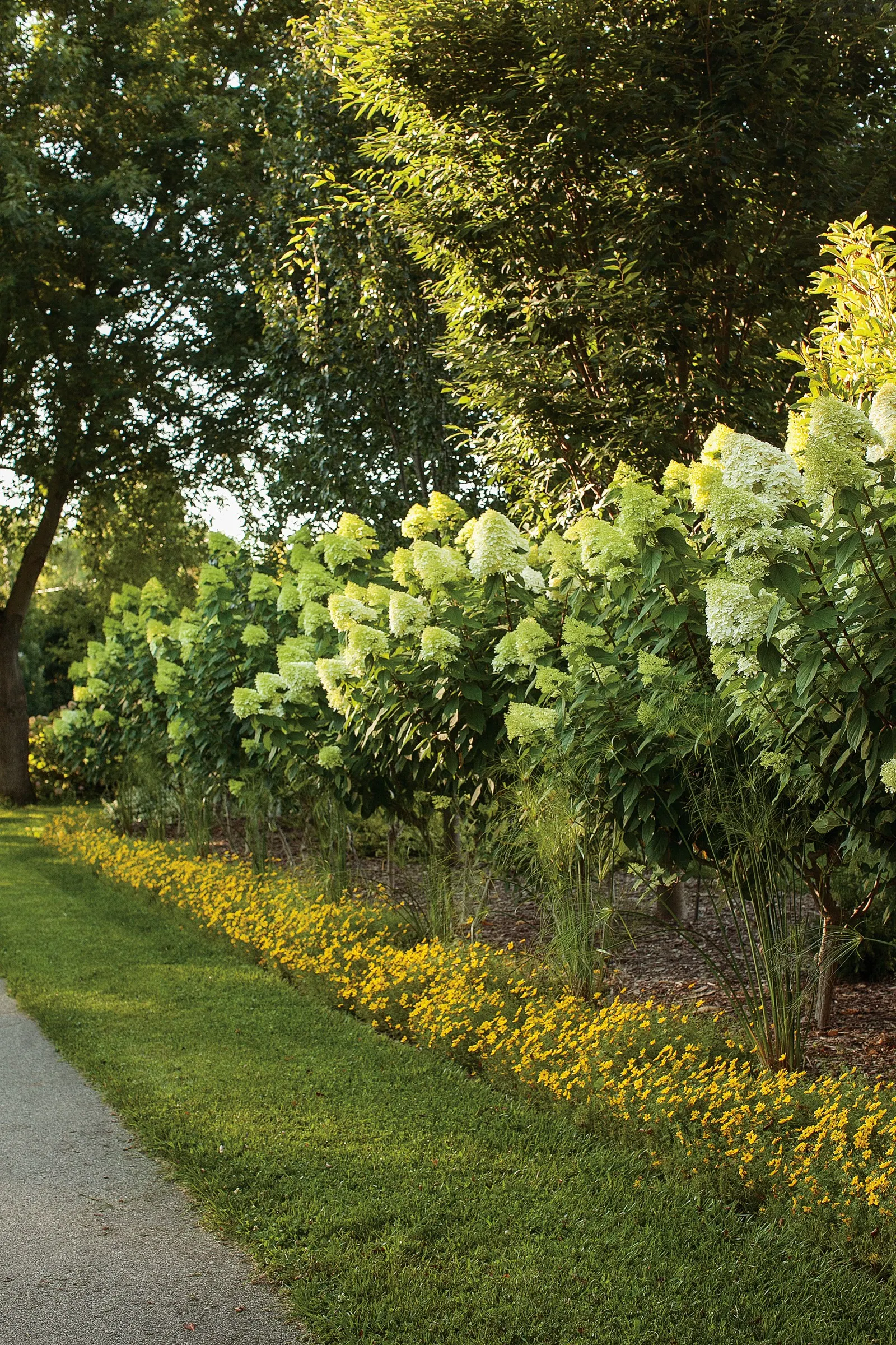 Limelight Panicle Hydrangea (Hydrangea paniculata) — Huge, football-shaped flowers open in an elegant celadon green that looks fresh and clean in summer's