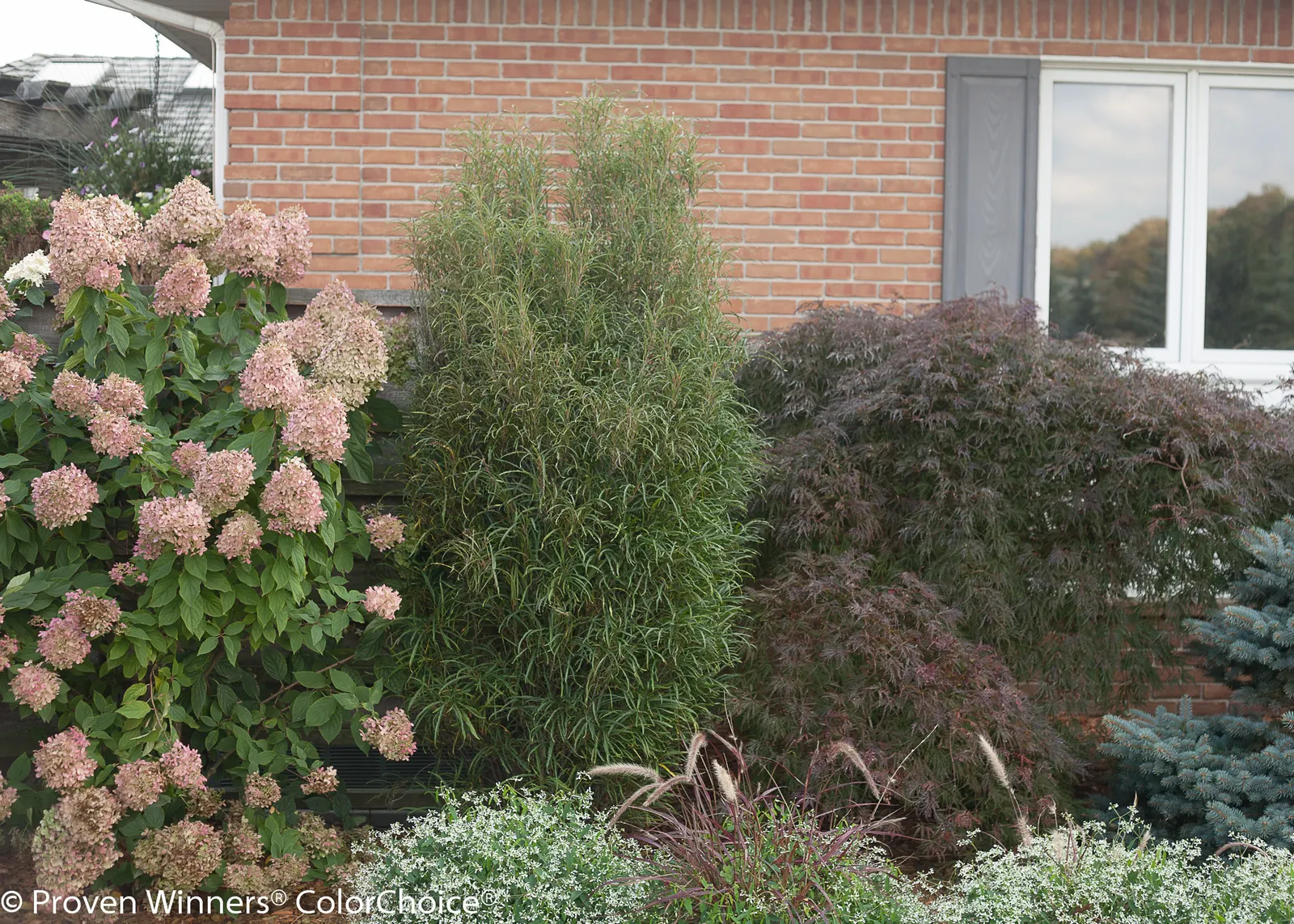 Limelight Panicle Hydrangea (Hydrangea paniculata) — you can apply a granular fertilizer formulated for woody plants (like a rose fertilizer) at, image 59