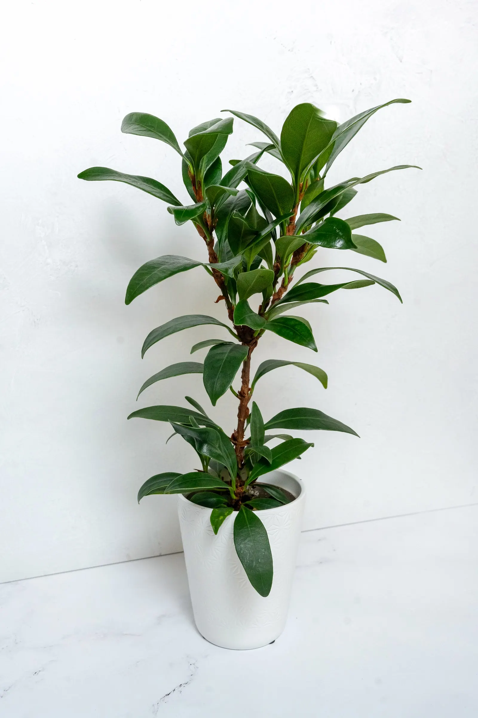 Mini Zen™ Miniature African Fig (Ficus hybrid) — is an upright houseplant with glossy