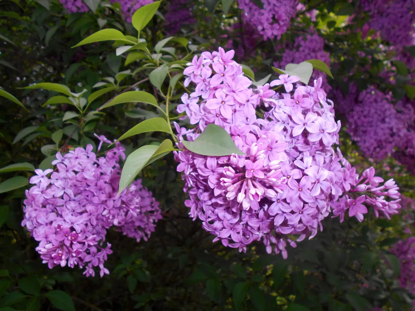 Chinese Lilac (Syringa X Chinensis) — Its compact form is excellent for small gardens; typically reaching heights of 8-12 ft with a spread of 6-10 ft